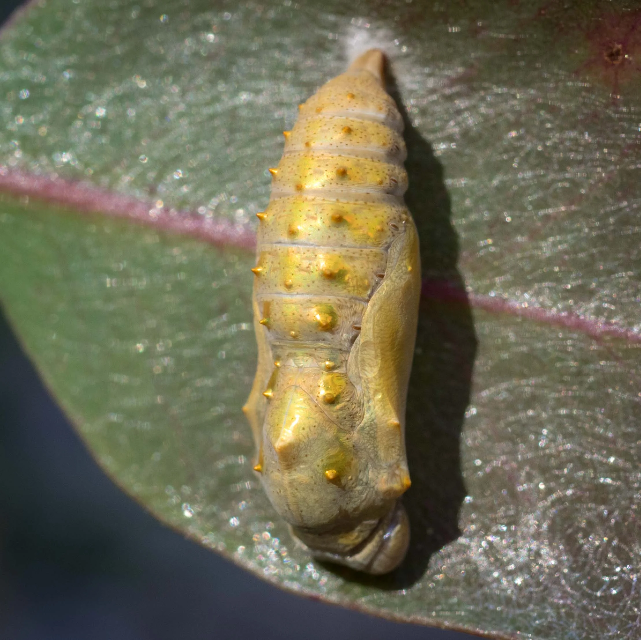 Australian Painted Lady (chrysalis)
