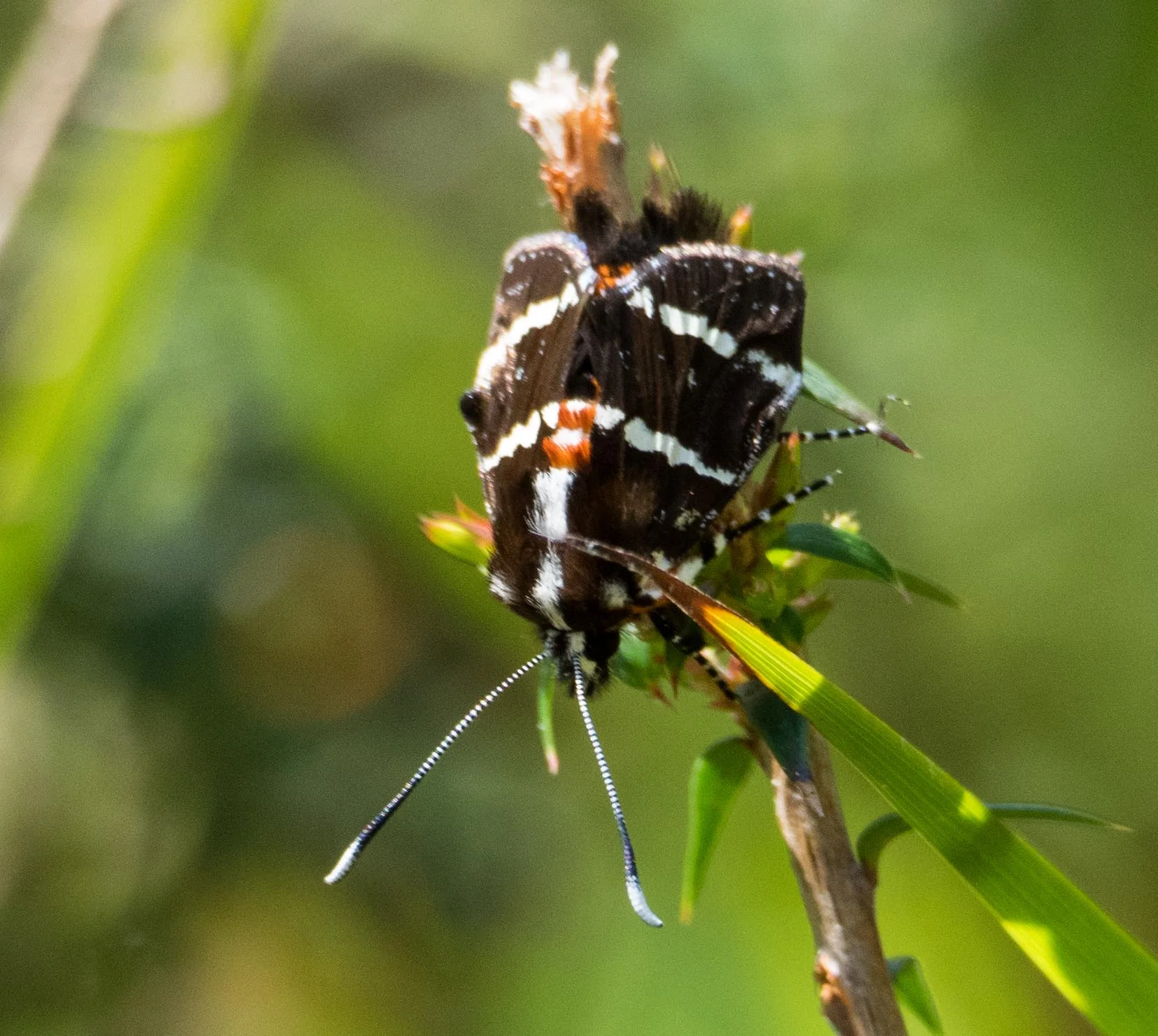 Common Whistling Moth