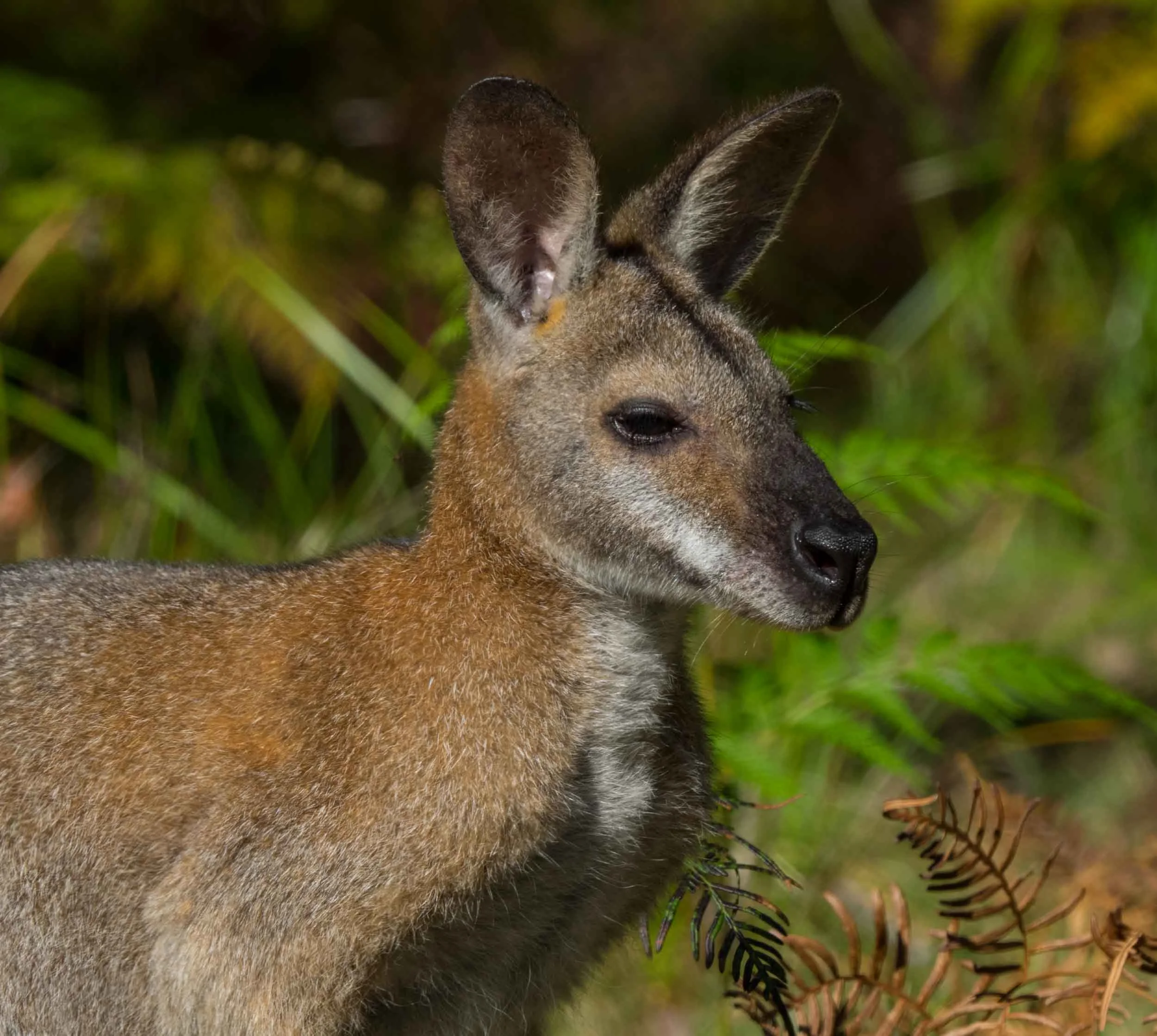 Red-necked Wallaby (male)