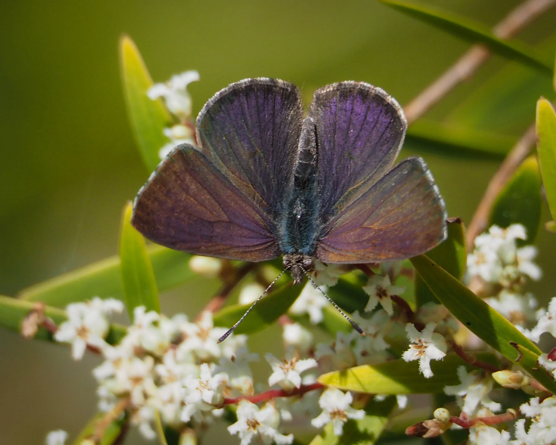 Common Dusky Blue (male)
