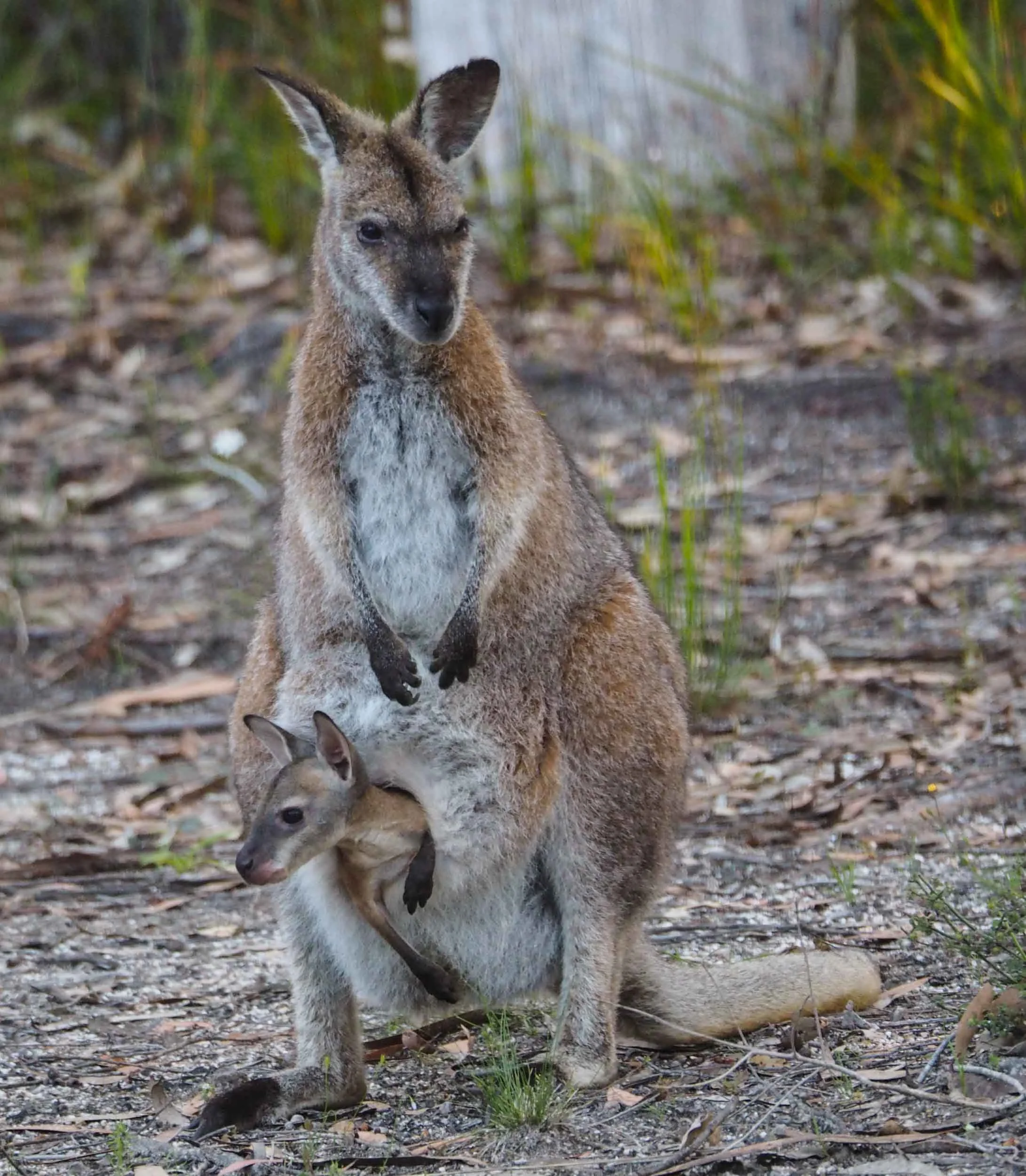 Red-necked Wallaby