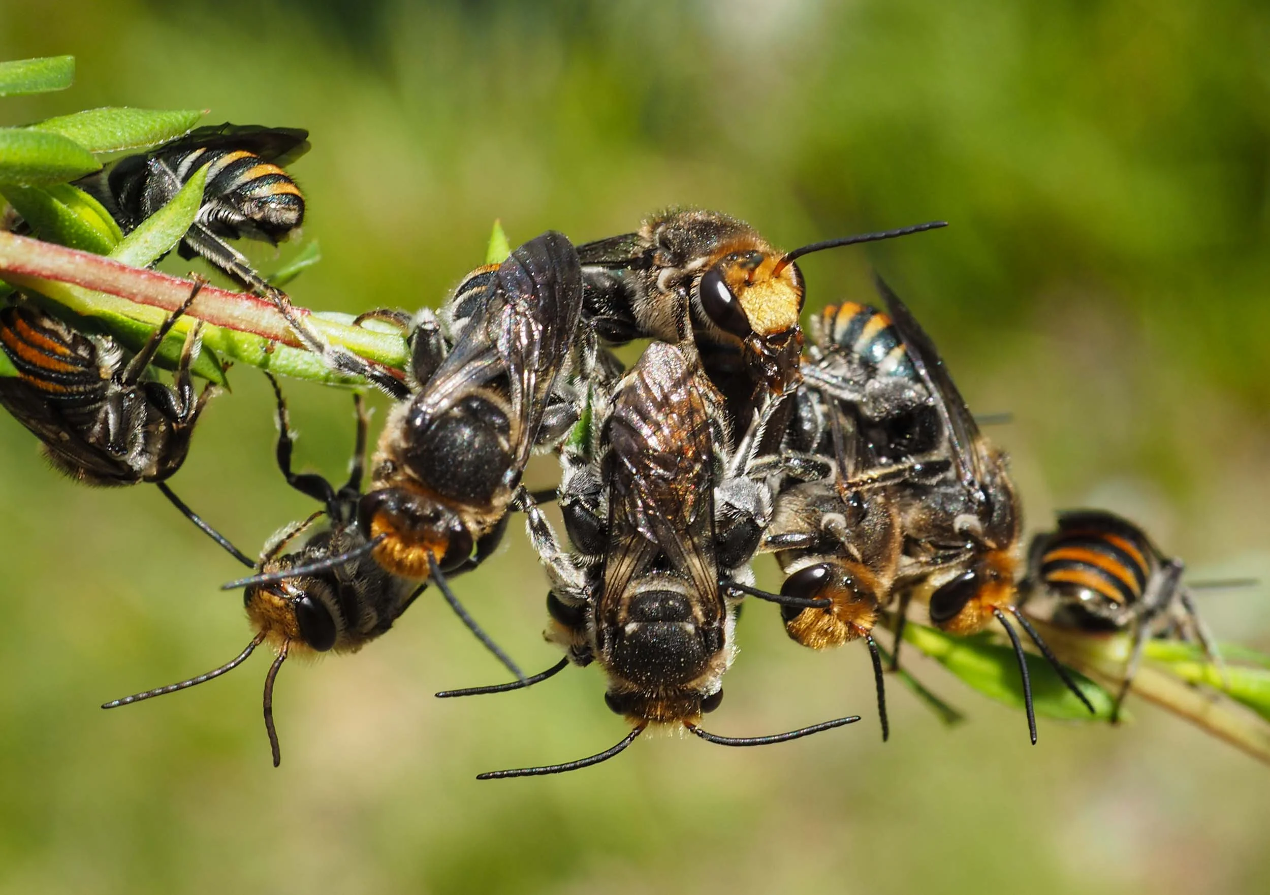 Nomia Bees