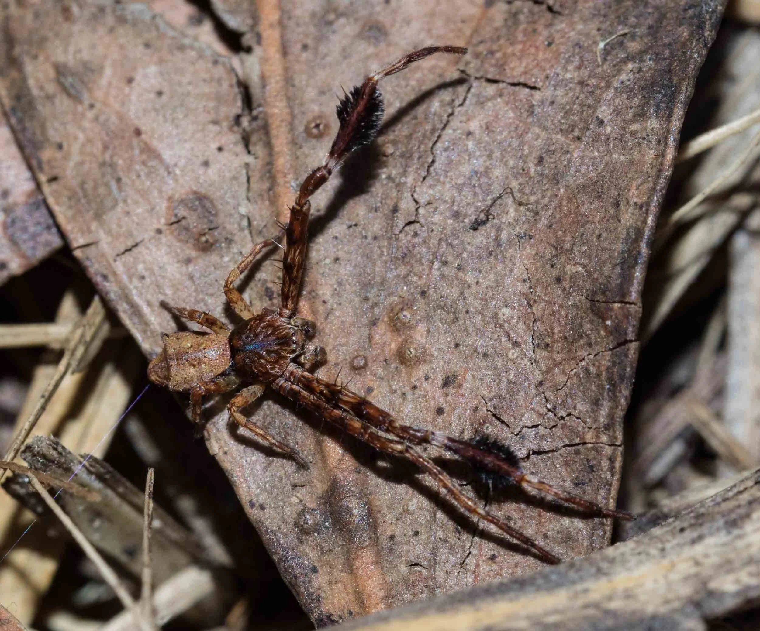 Bearded-legs Crab Spider
