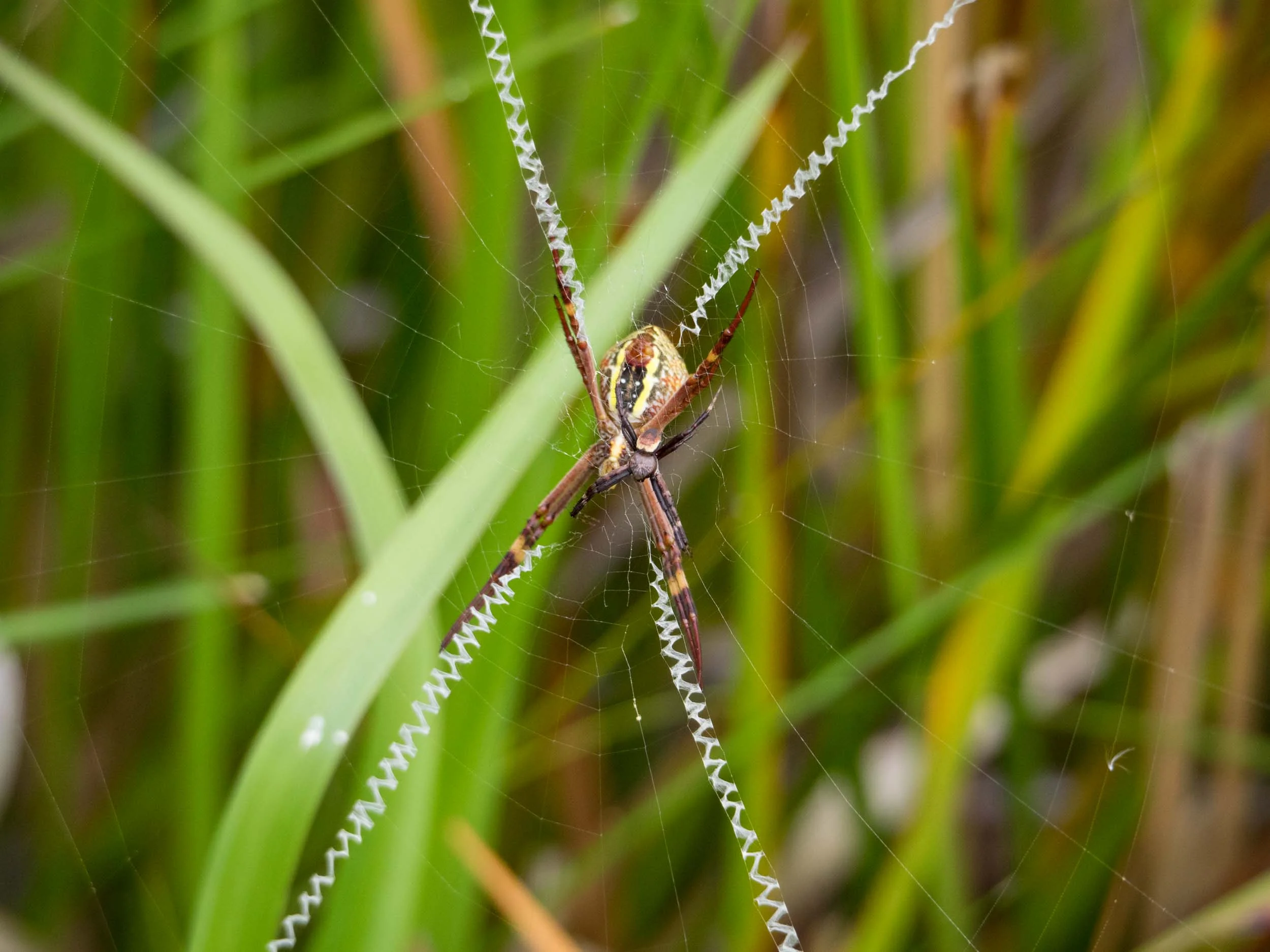 This photo shows the size difference between the female - here seen from the belly side - and the male, which is only 5mm long. The white X-shaped structure at the centre of the web is called a stabilimentum . Its function is controversial - there is some evidence that it highlights the web to prevent birds from accidentally flying into it. 