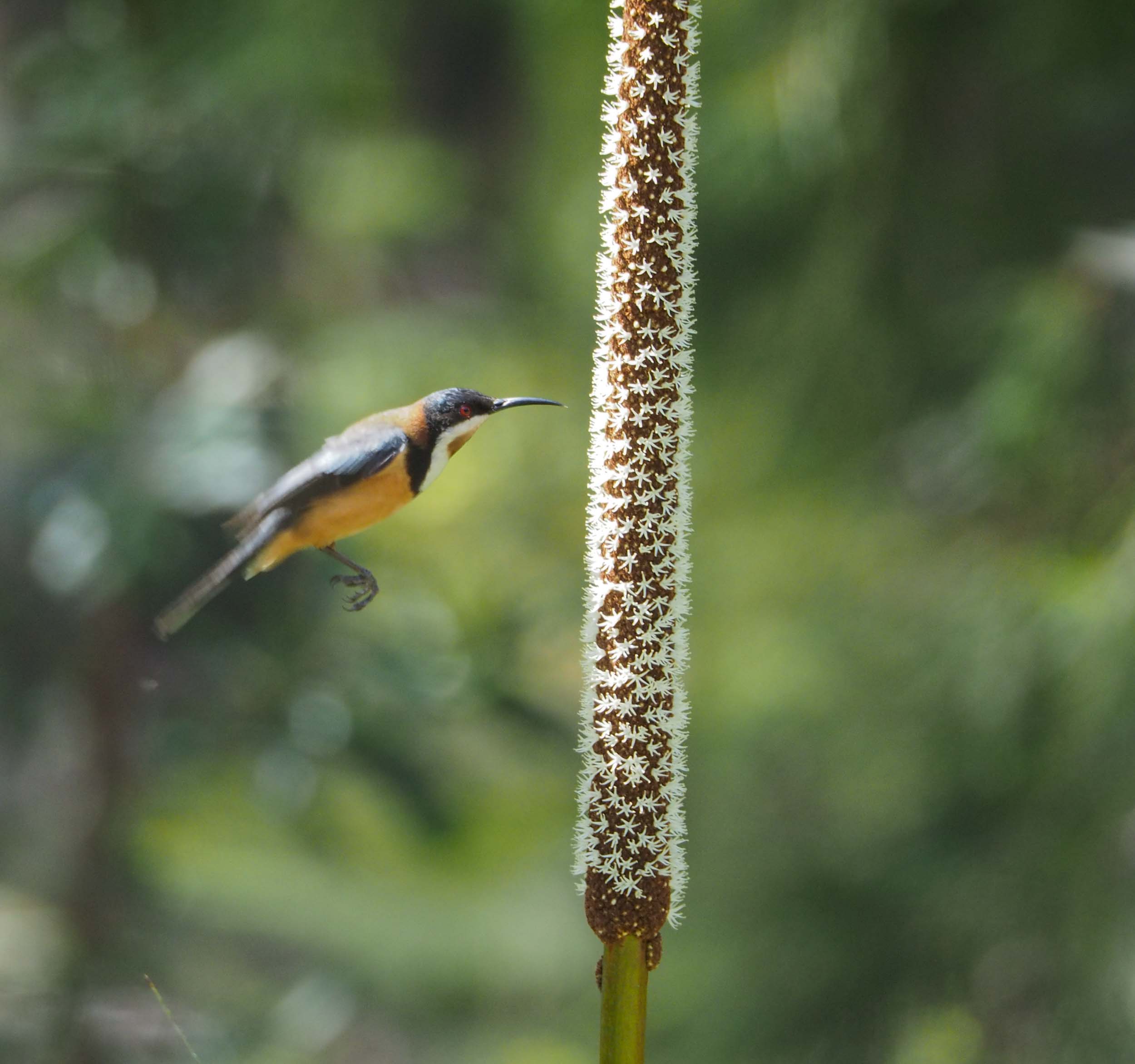 Grass Tree