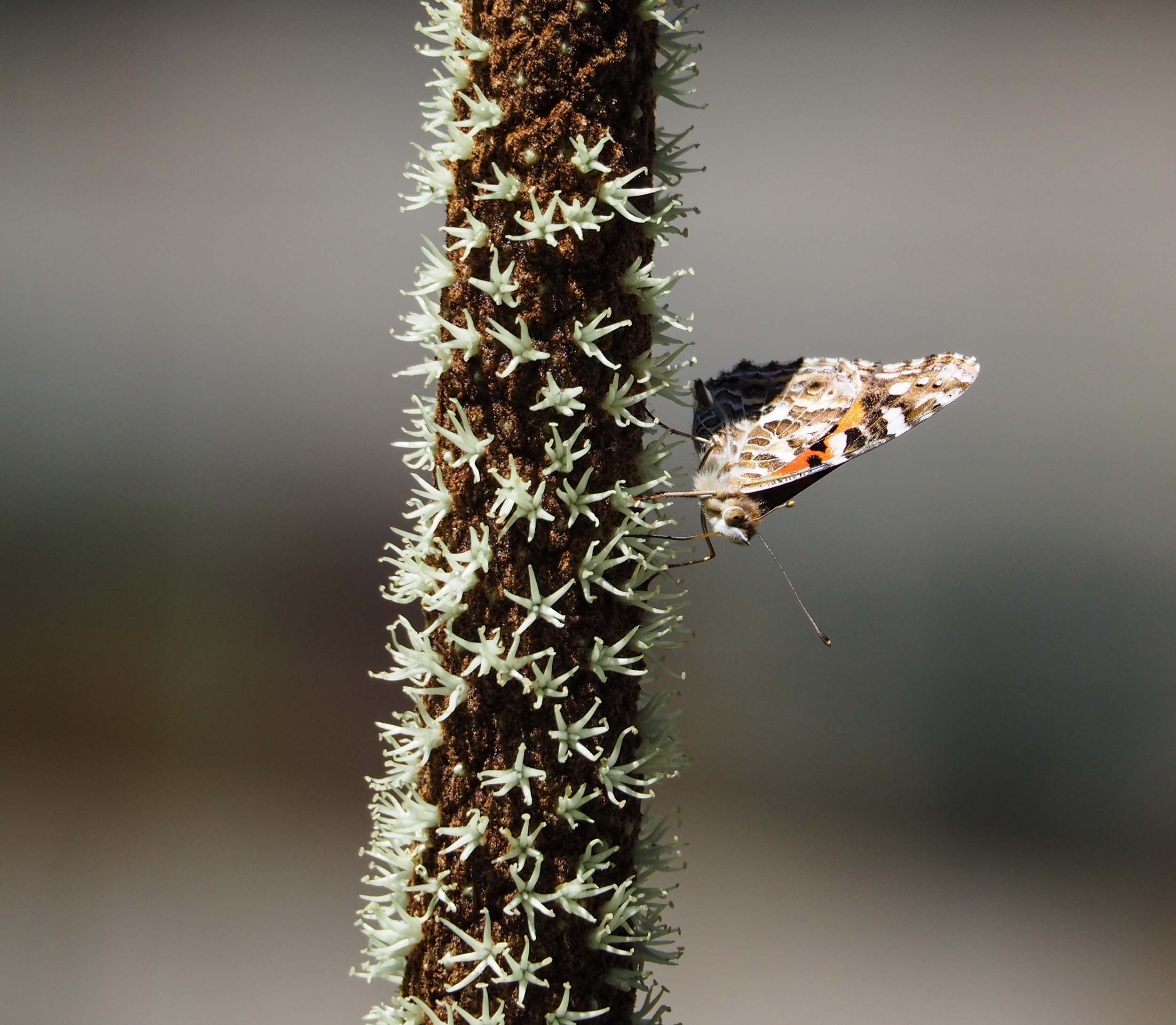 Grass Tree