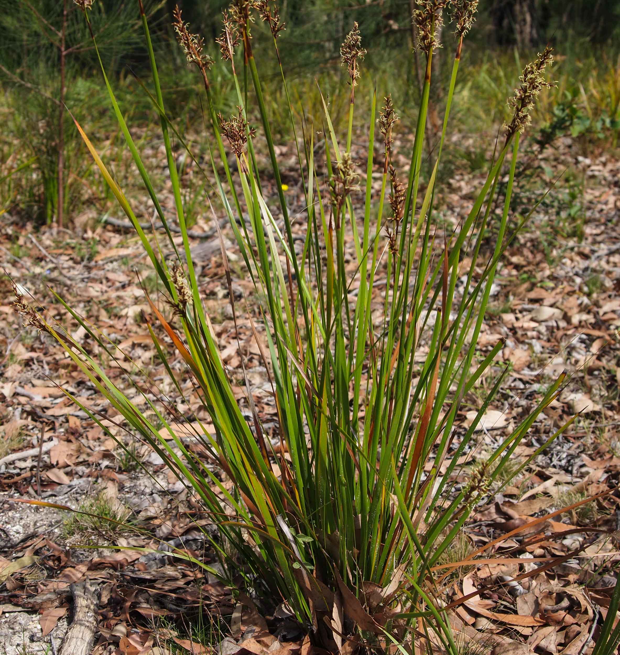 Coast Sword Sedge