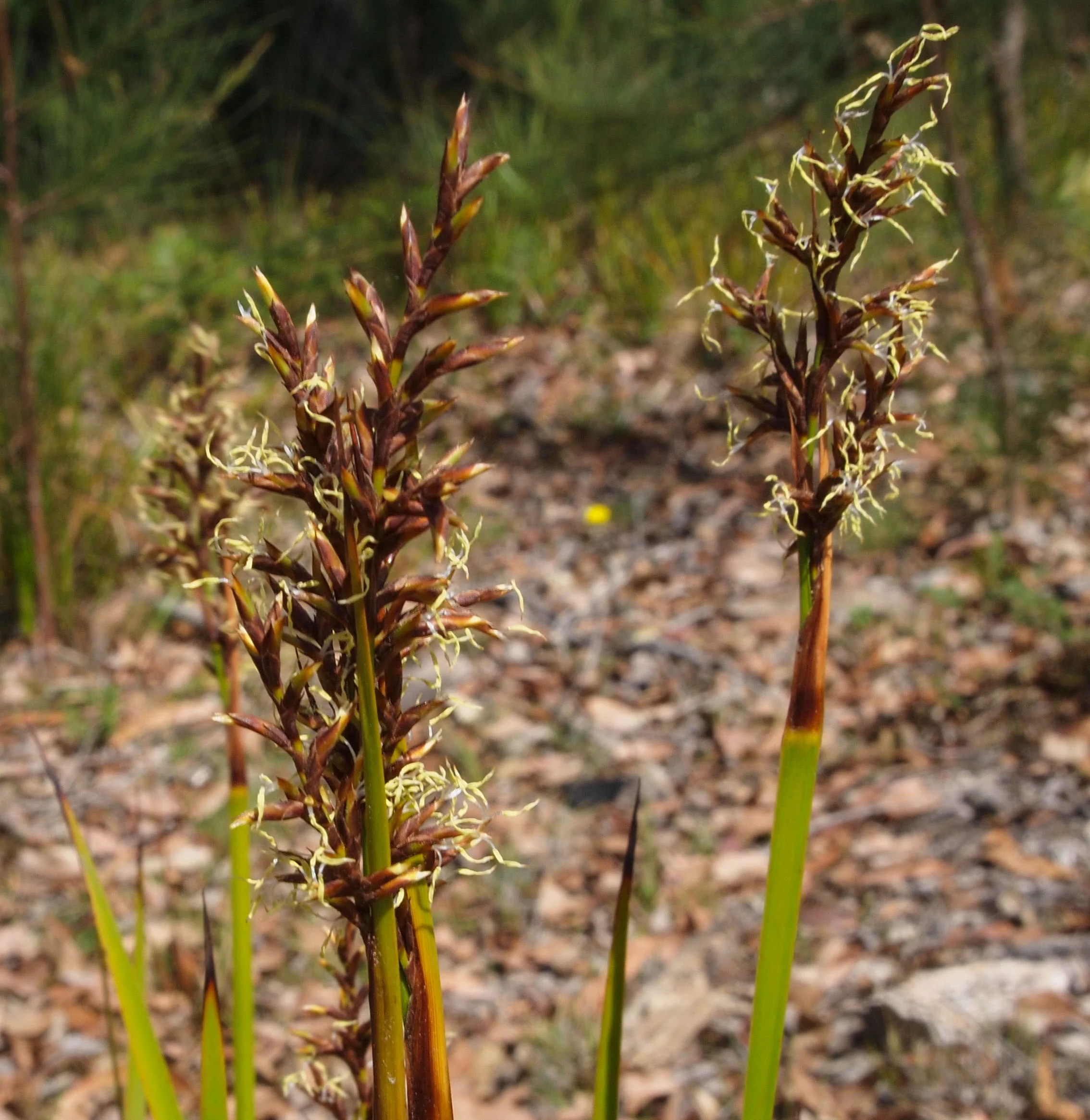 Coast Sword Sedge