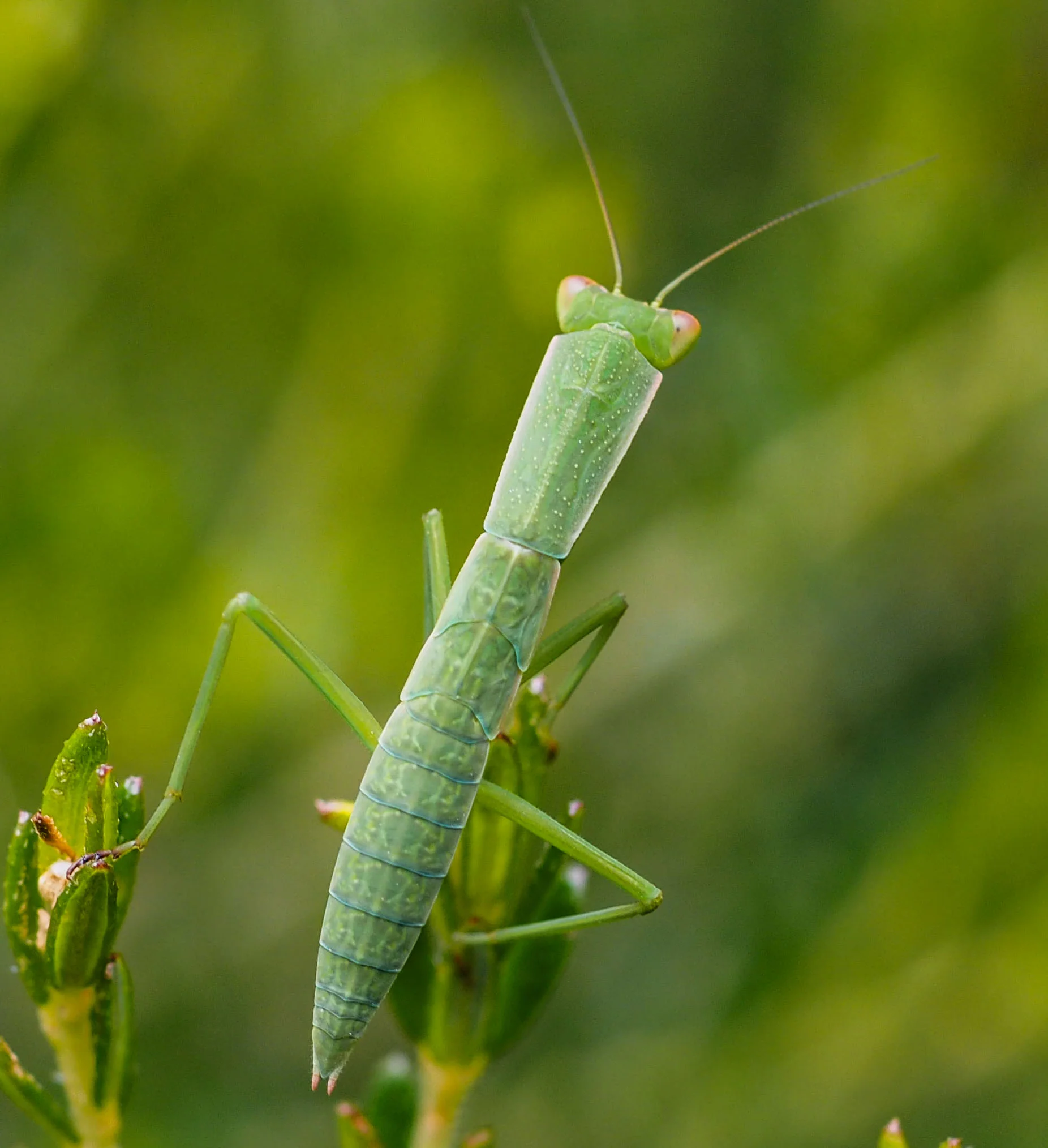 Australian Green Mantis