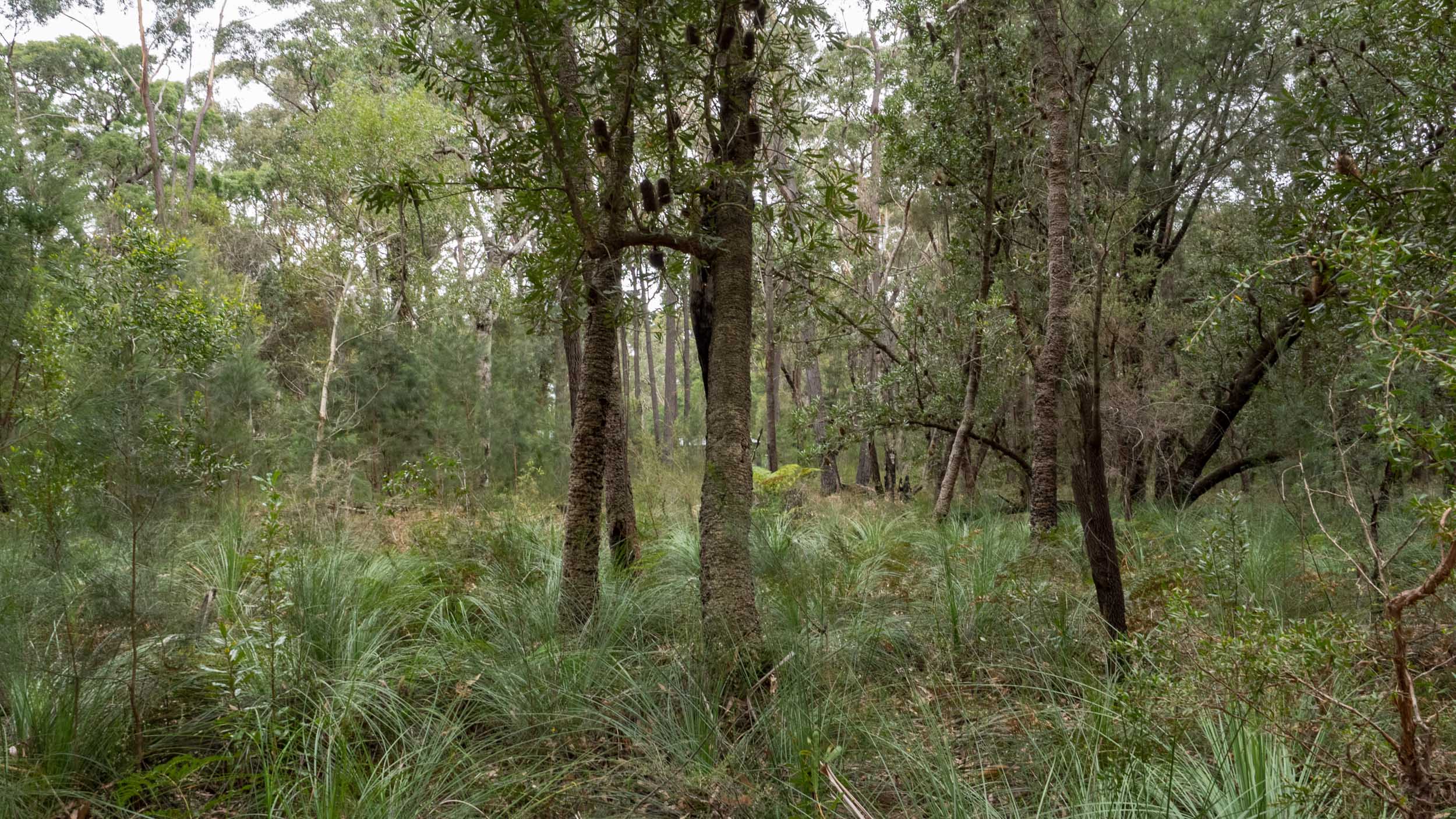 Saw Banksia