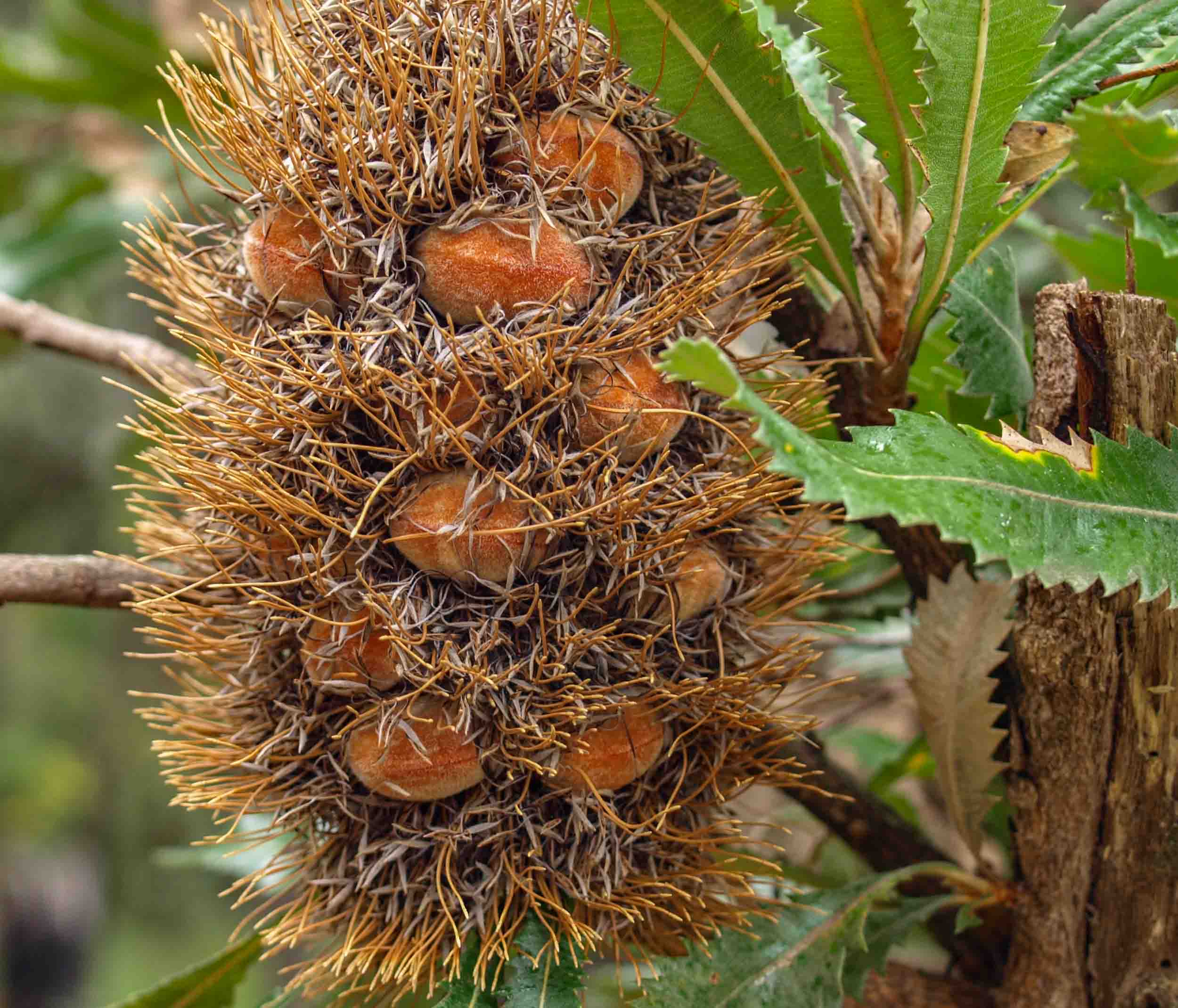 Saw Banksia