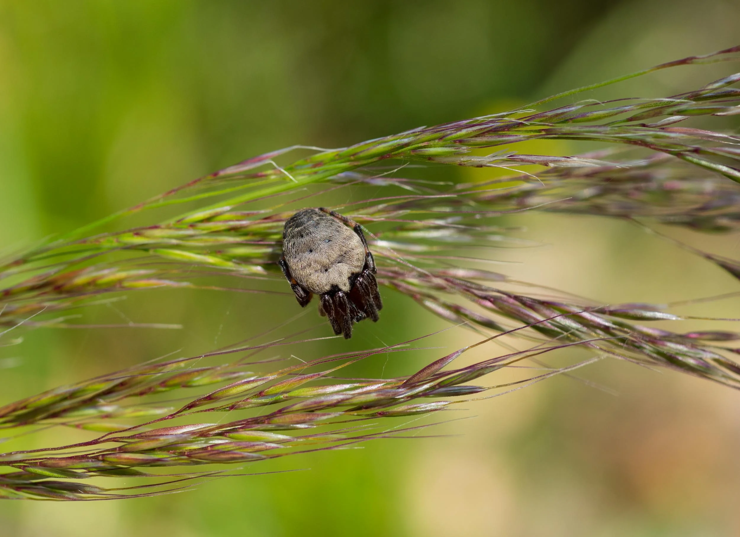 Stout Bamboo Grass