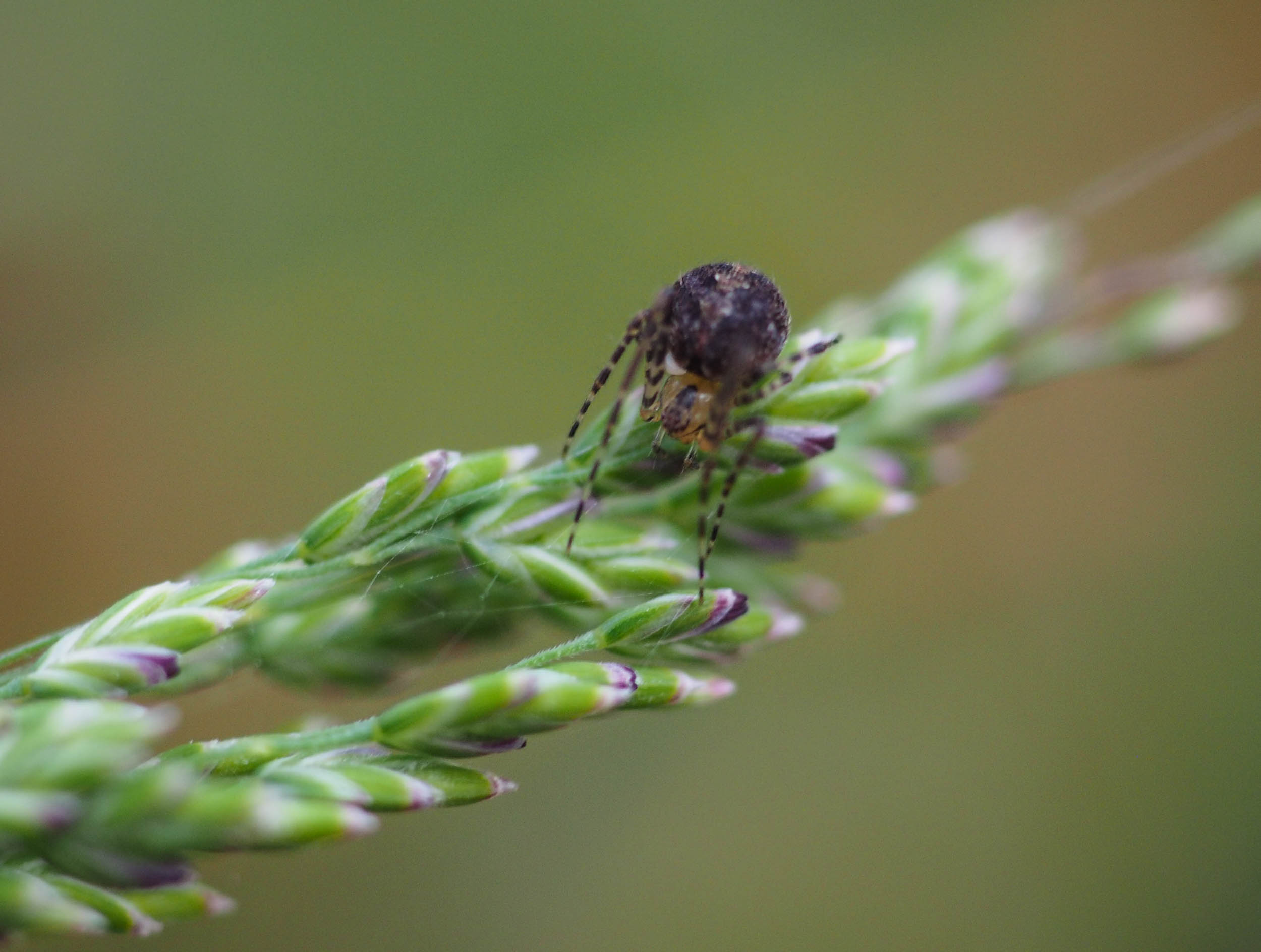 Fine-leaved Snow Grass