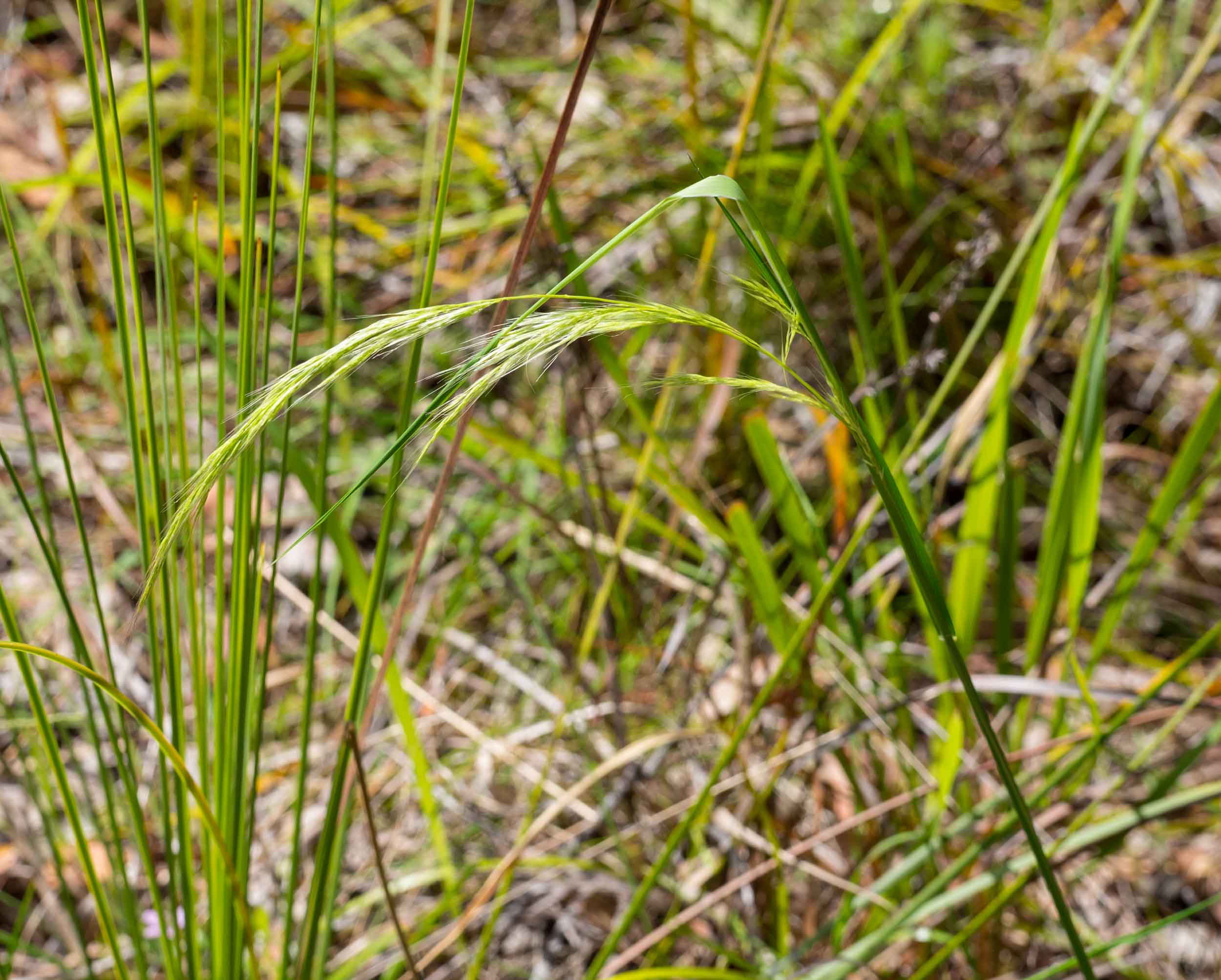 Stout Bamboo Grass