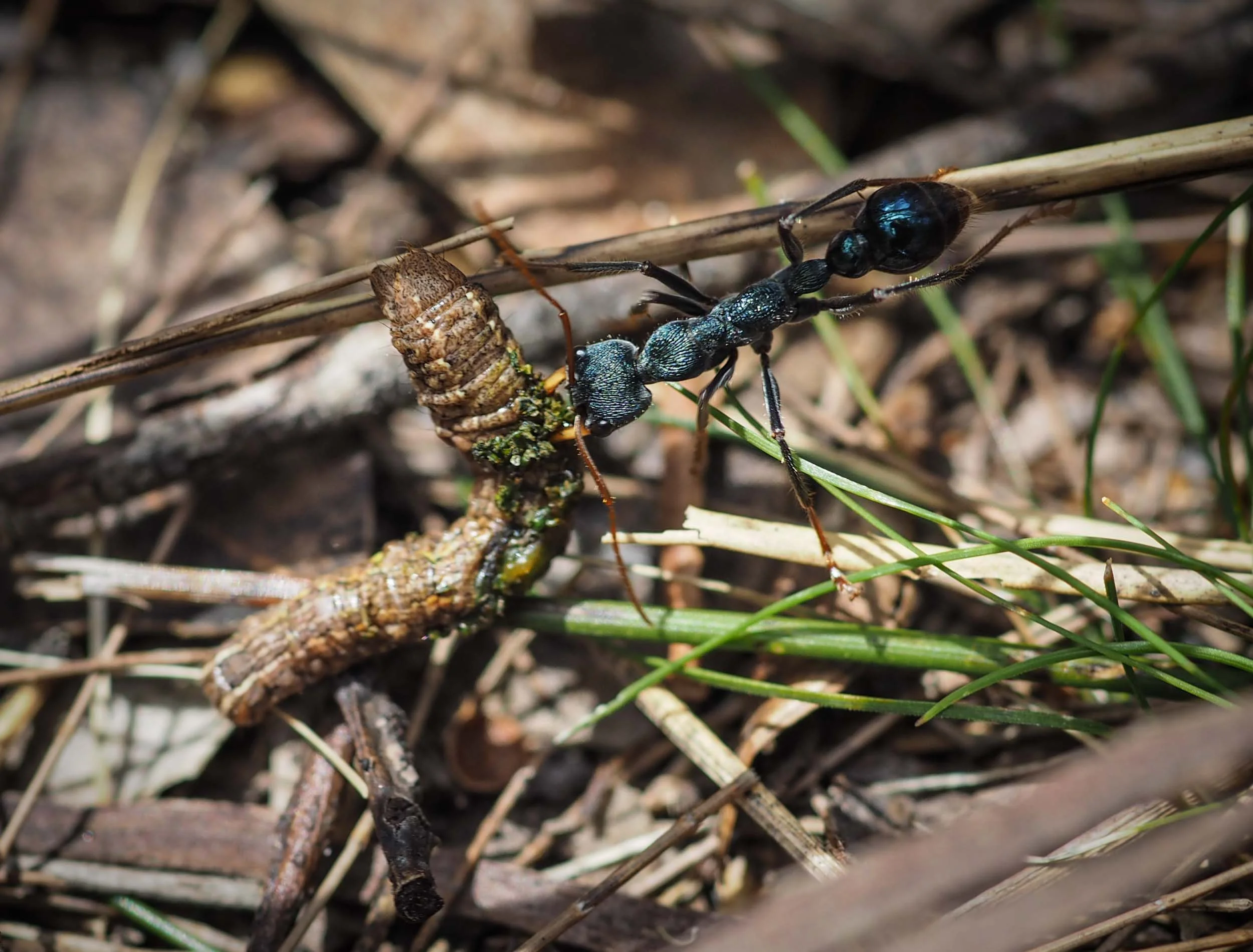 Black Bull Ant