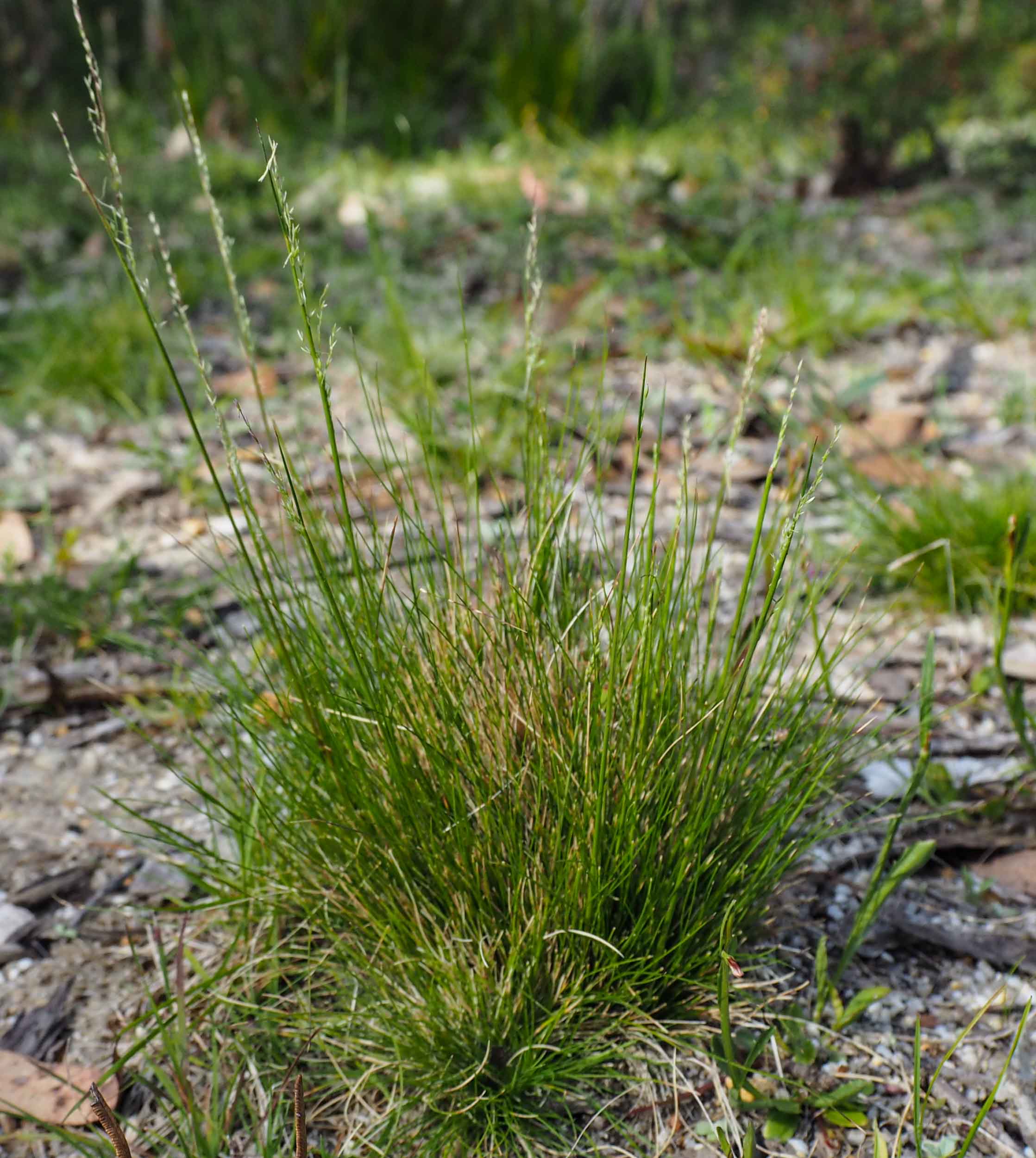 Fine-leaved Snow Grass