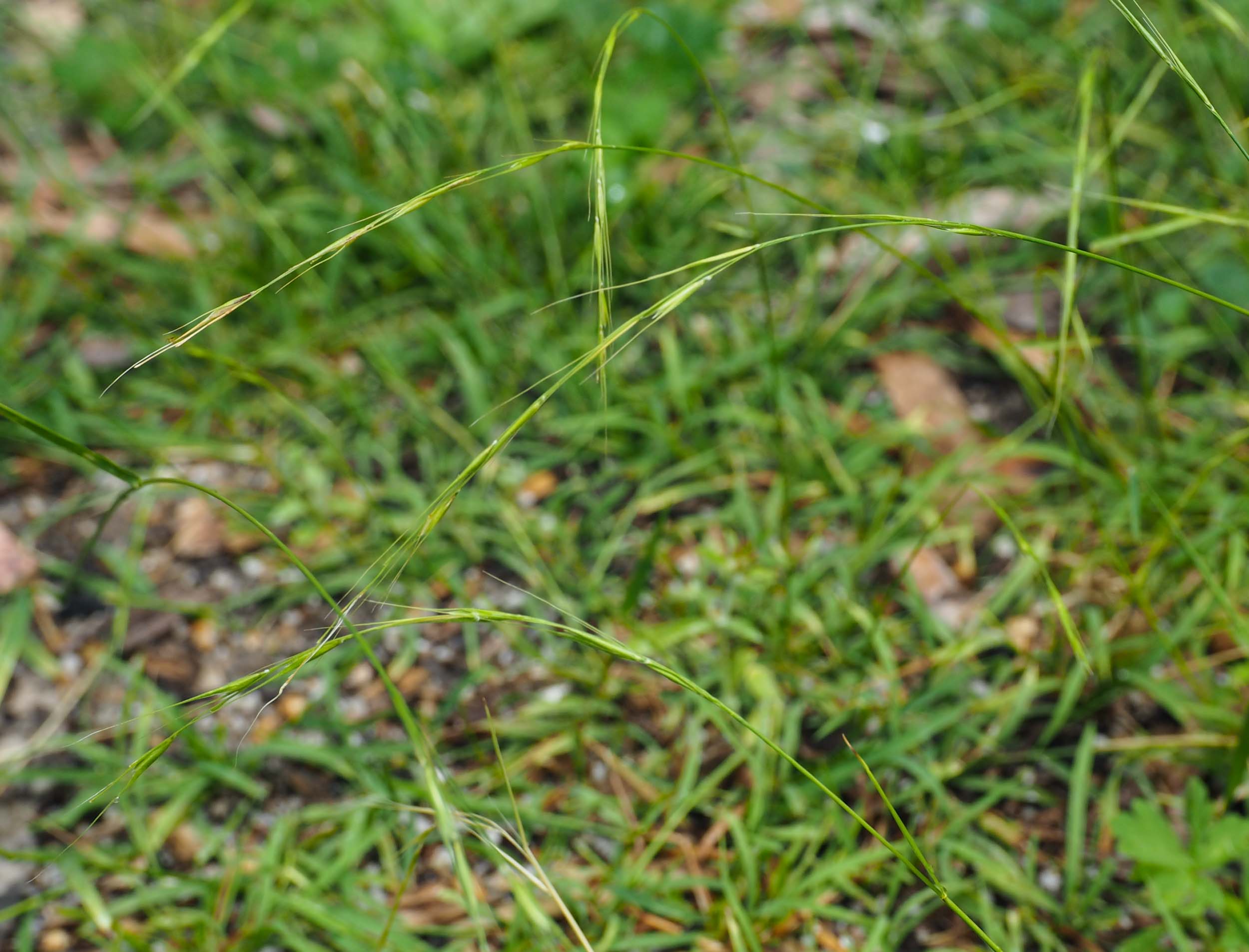 Weeping Grass