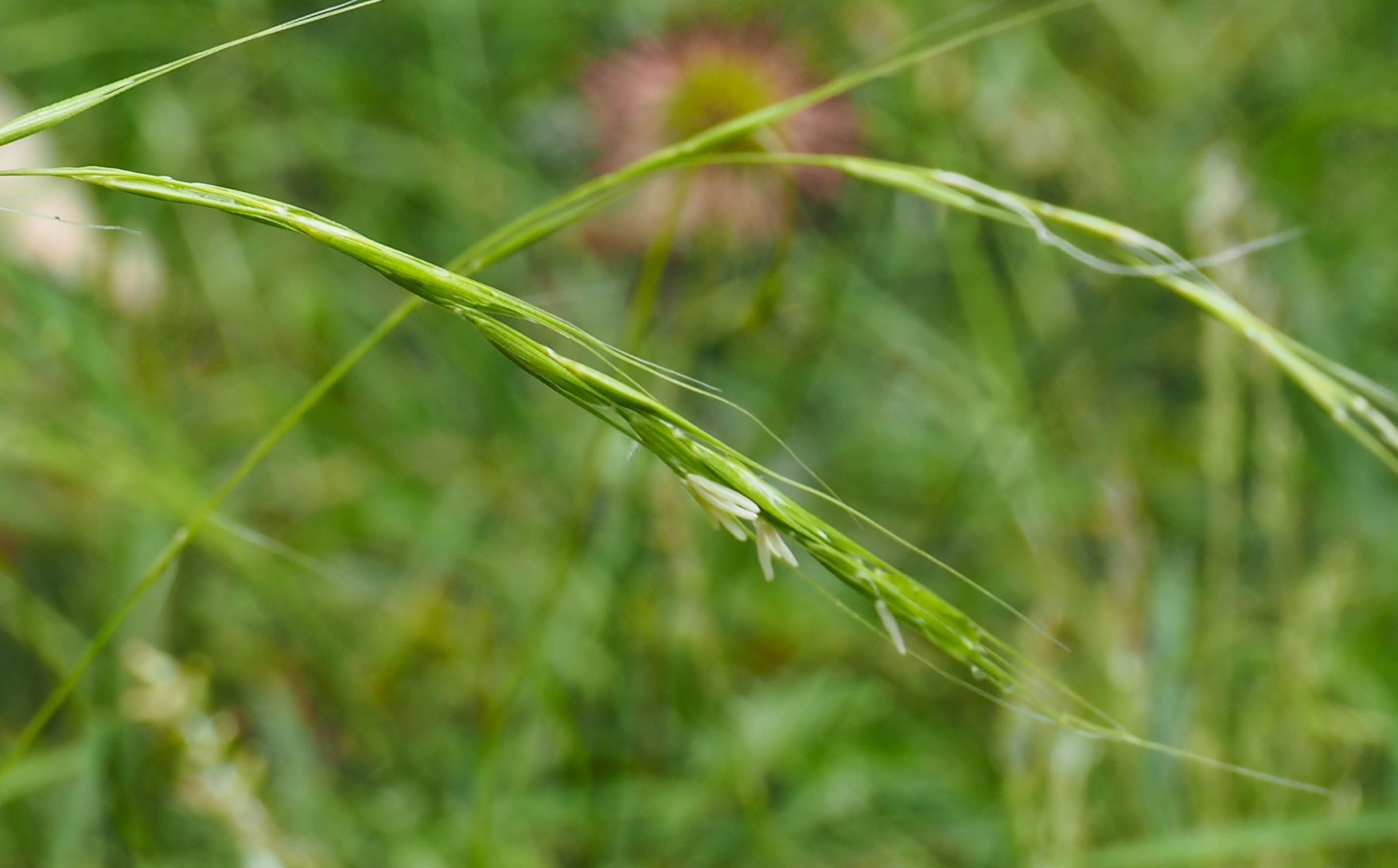 Weeping Grass