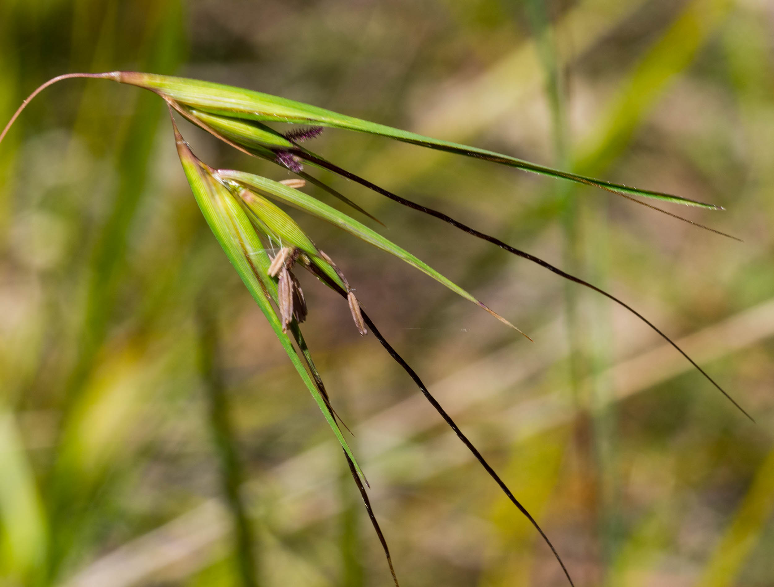 Kangaroo Grass