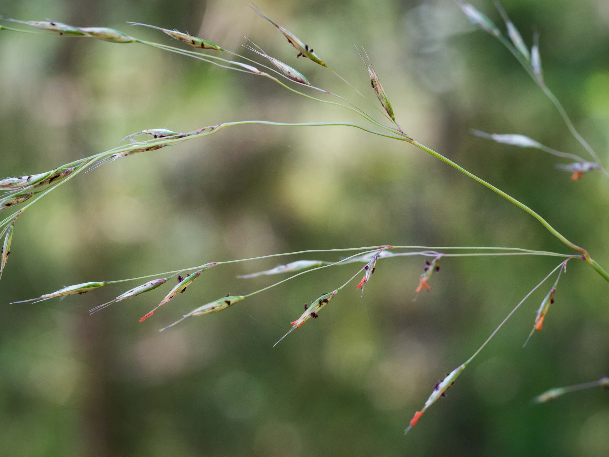 Redanther Wallaby Grass