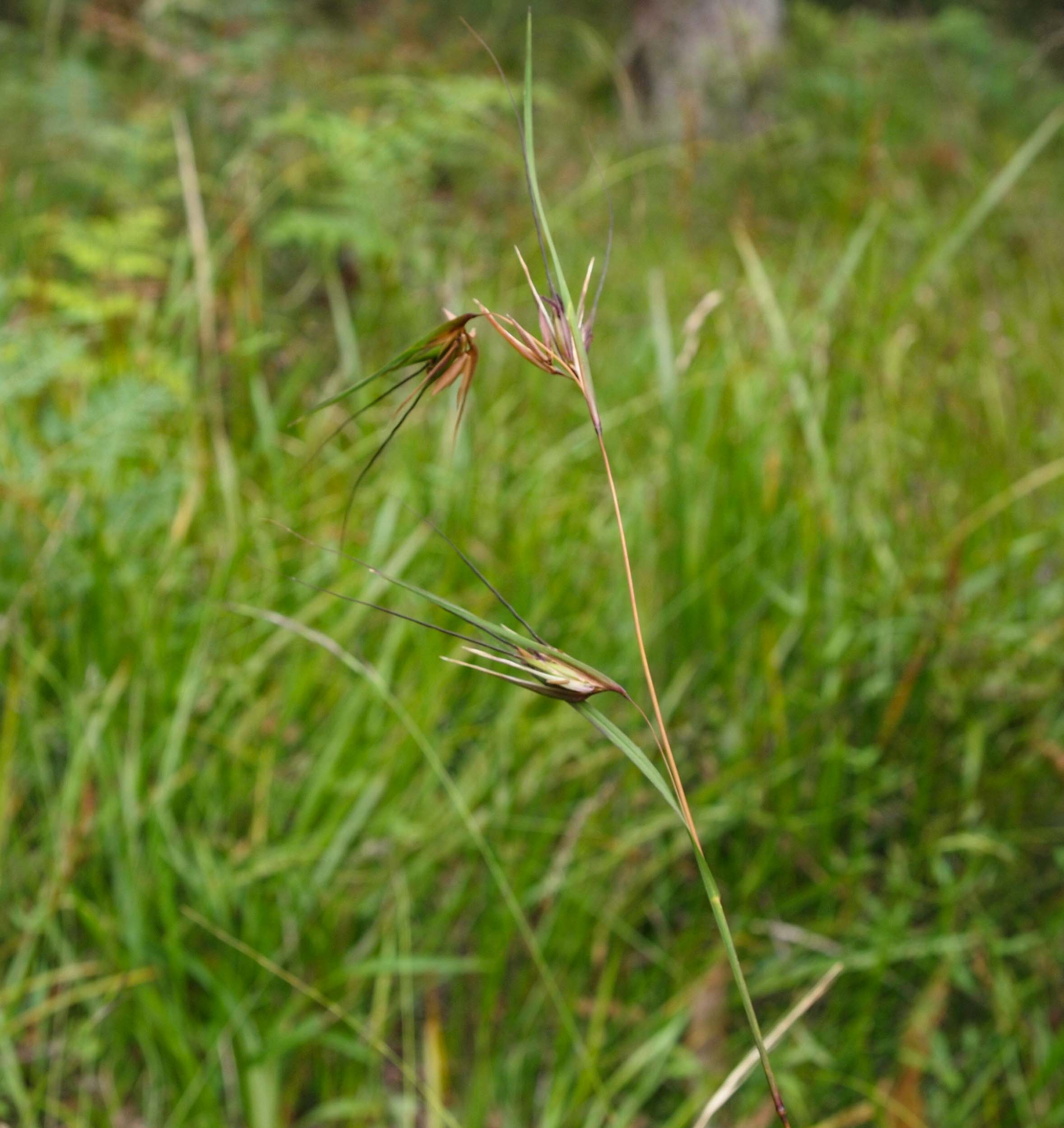 Kangaroo Grass