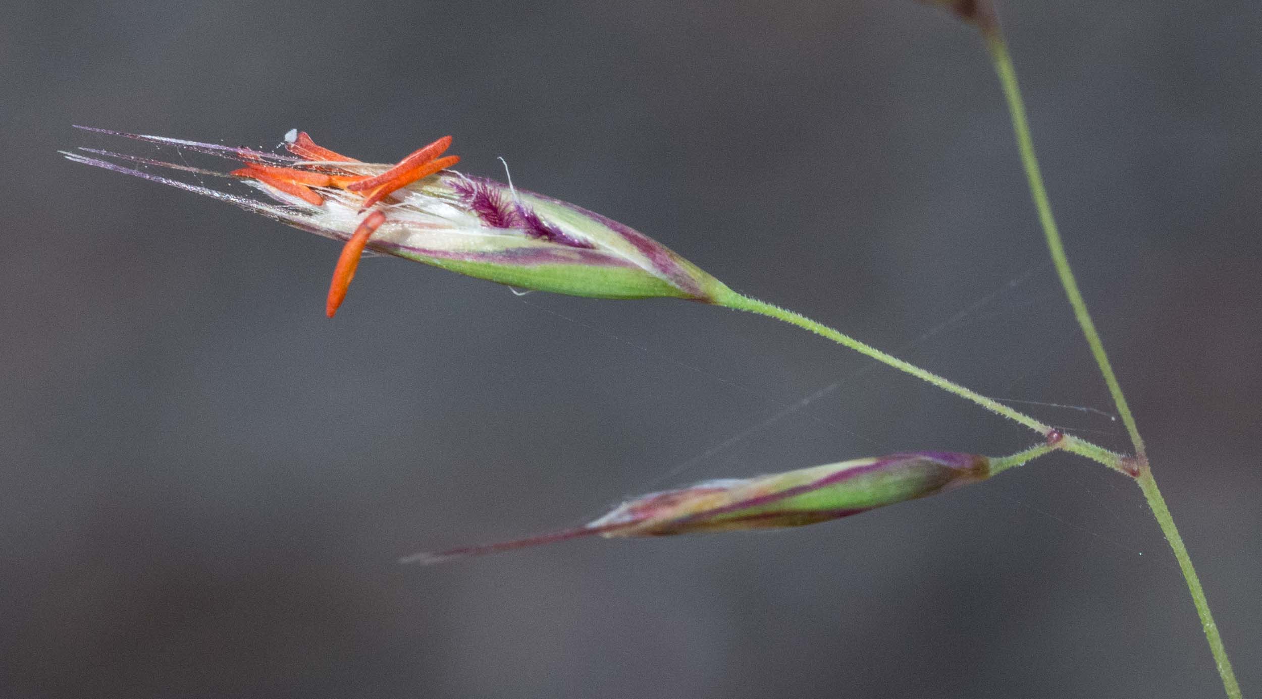 Redanther Wallaby Grass