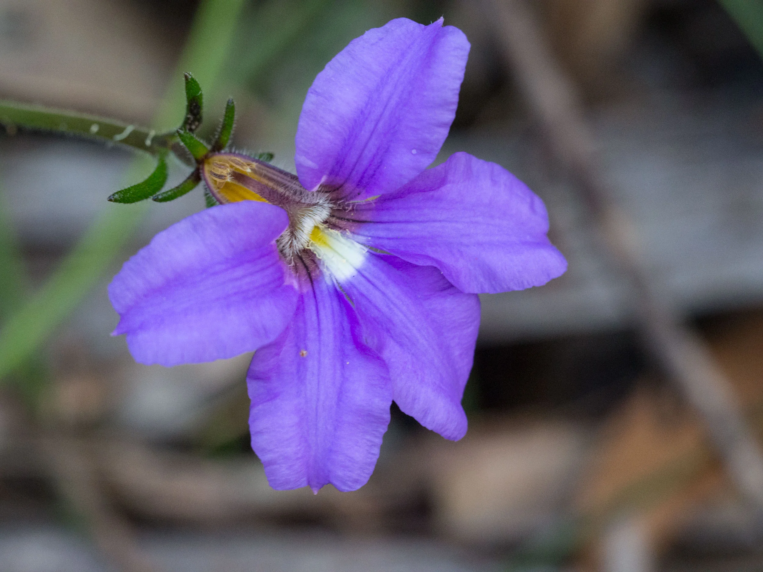 Purple Fan-flower
