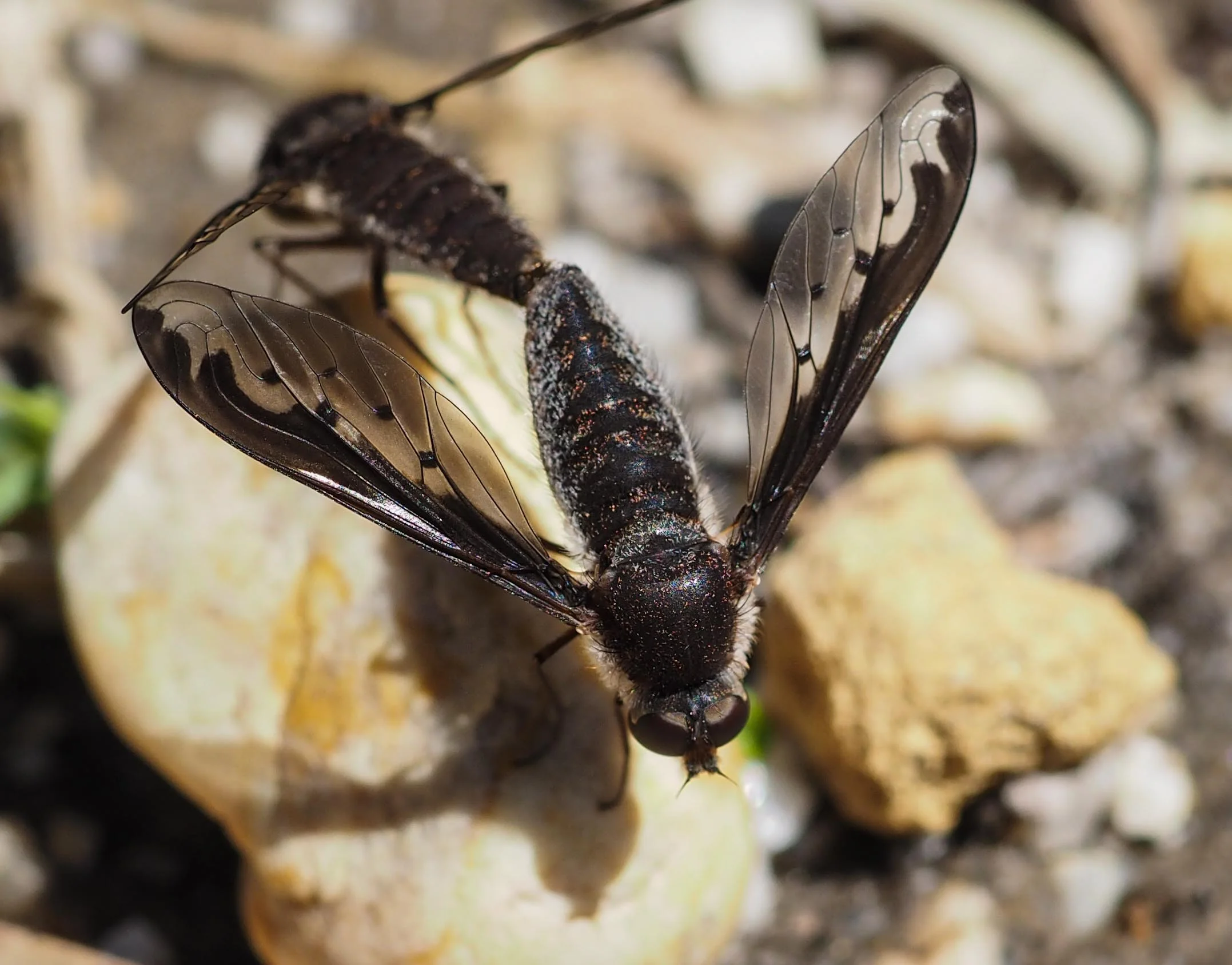 Aleucosia bee fly