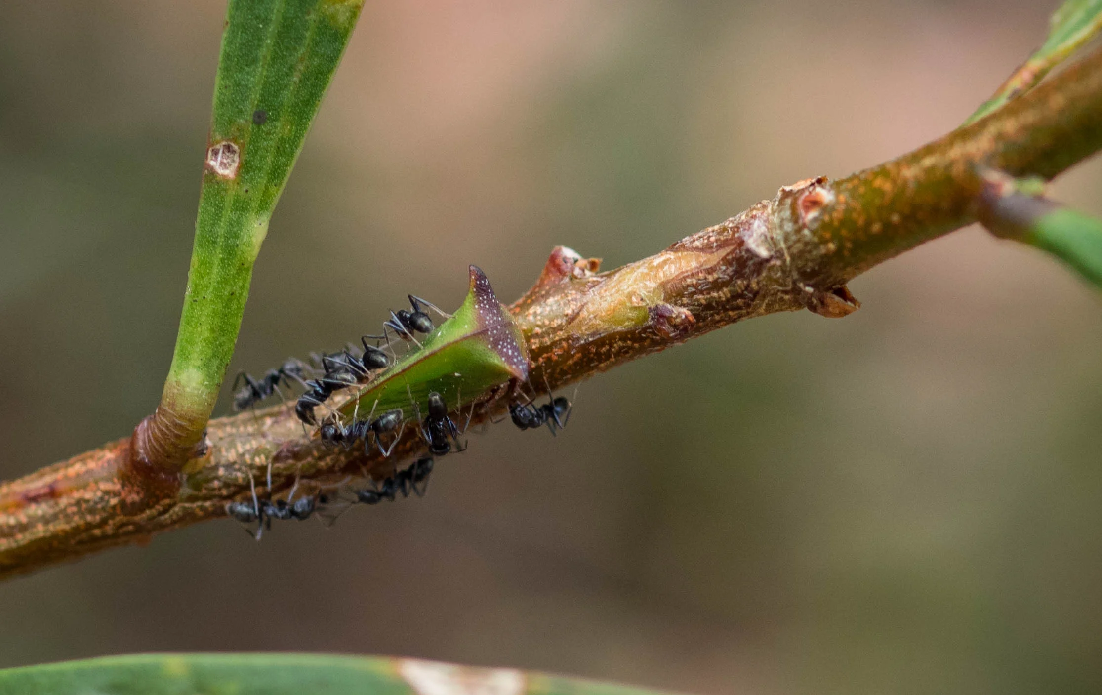 Green Treehopper