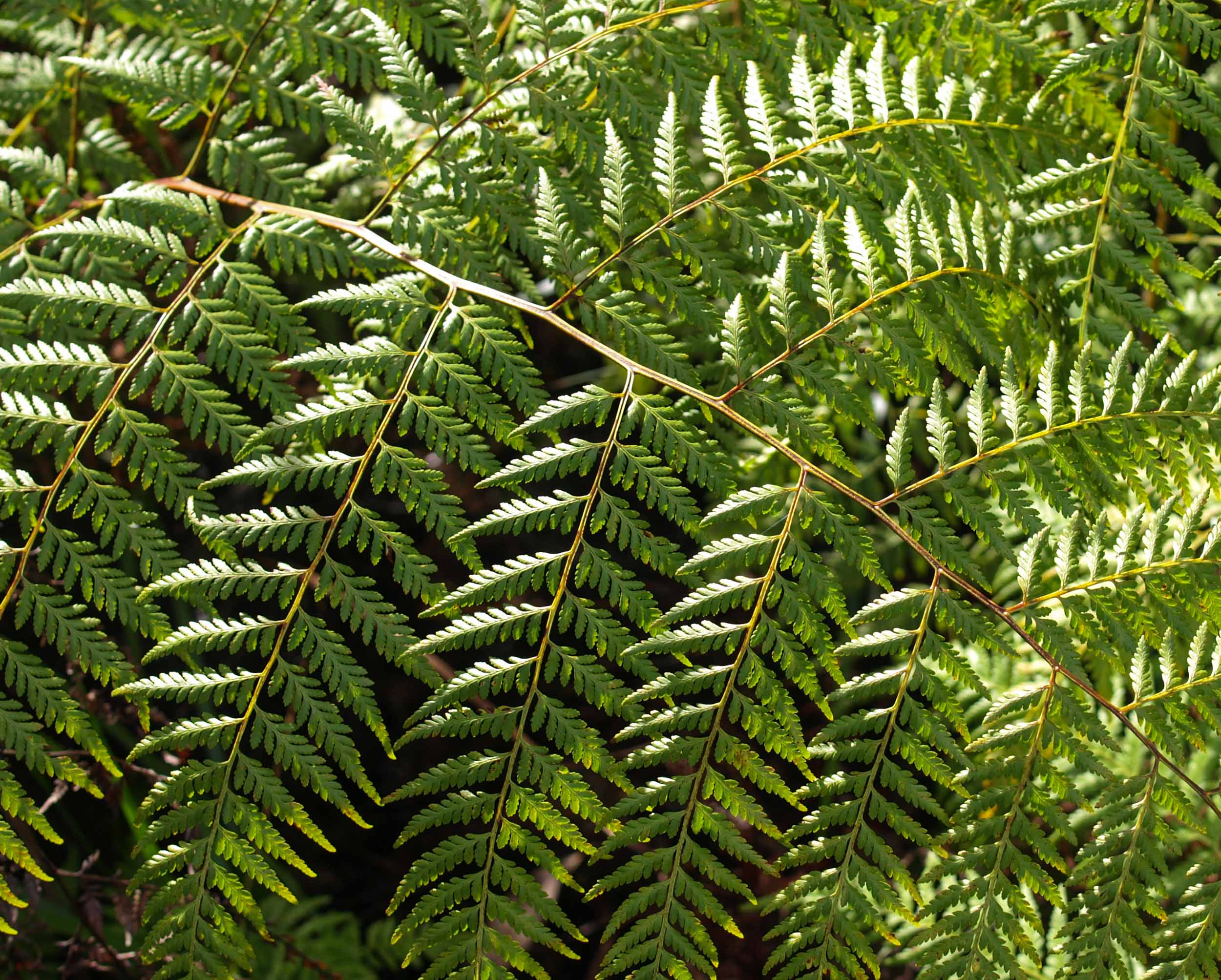 Rainbow Fern