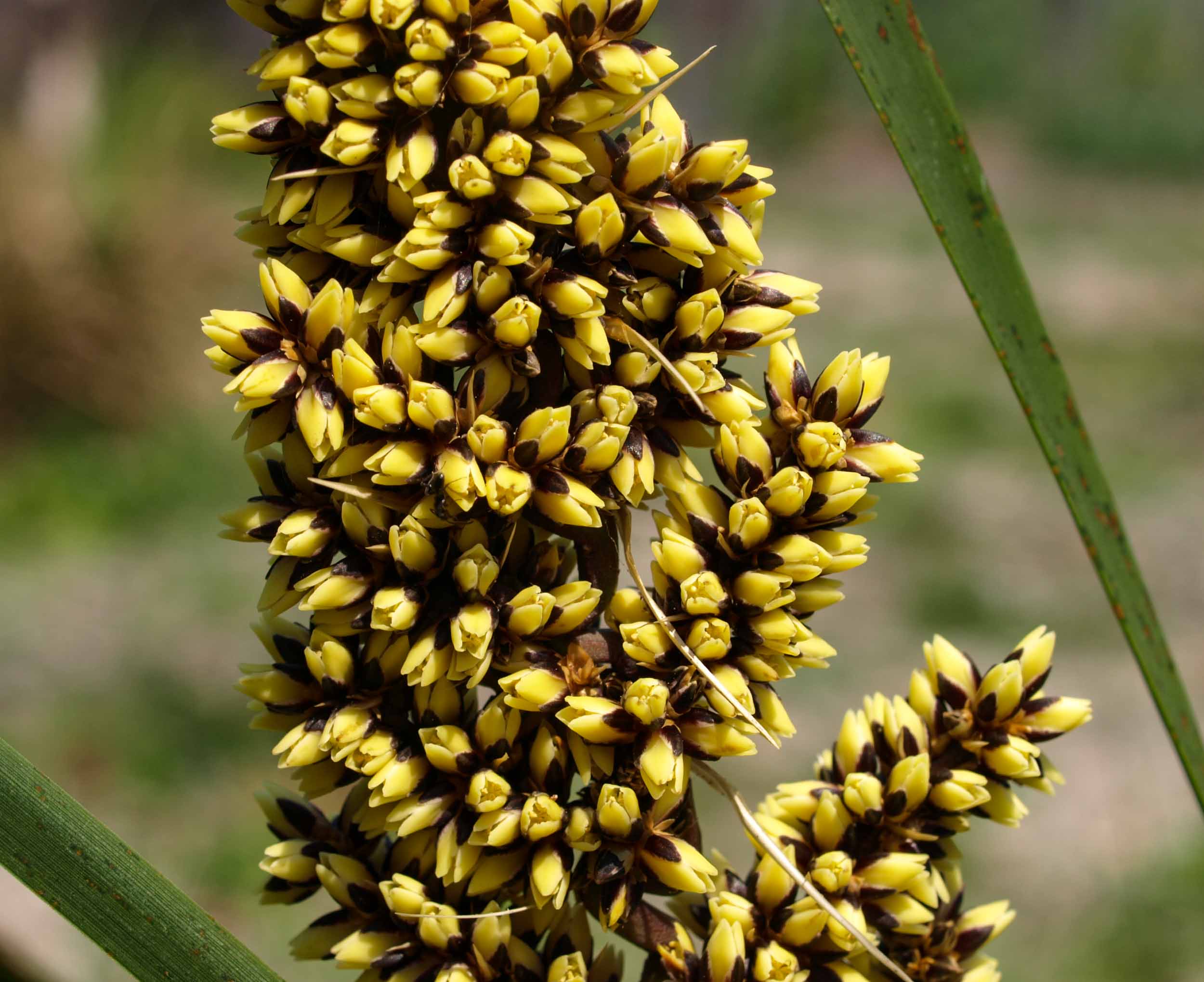 Spiny-headed Mat-rush