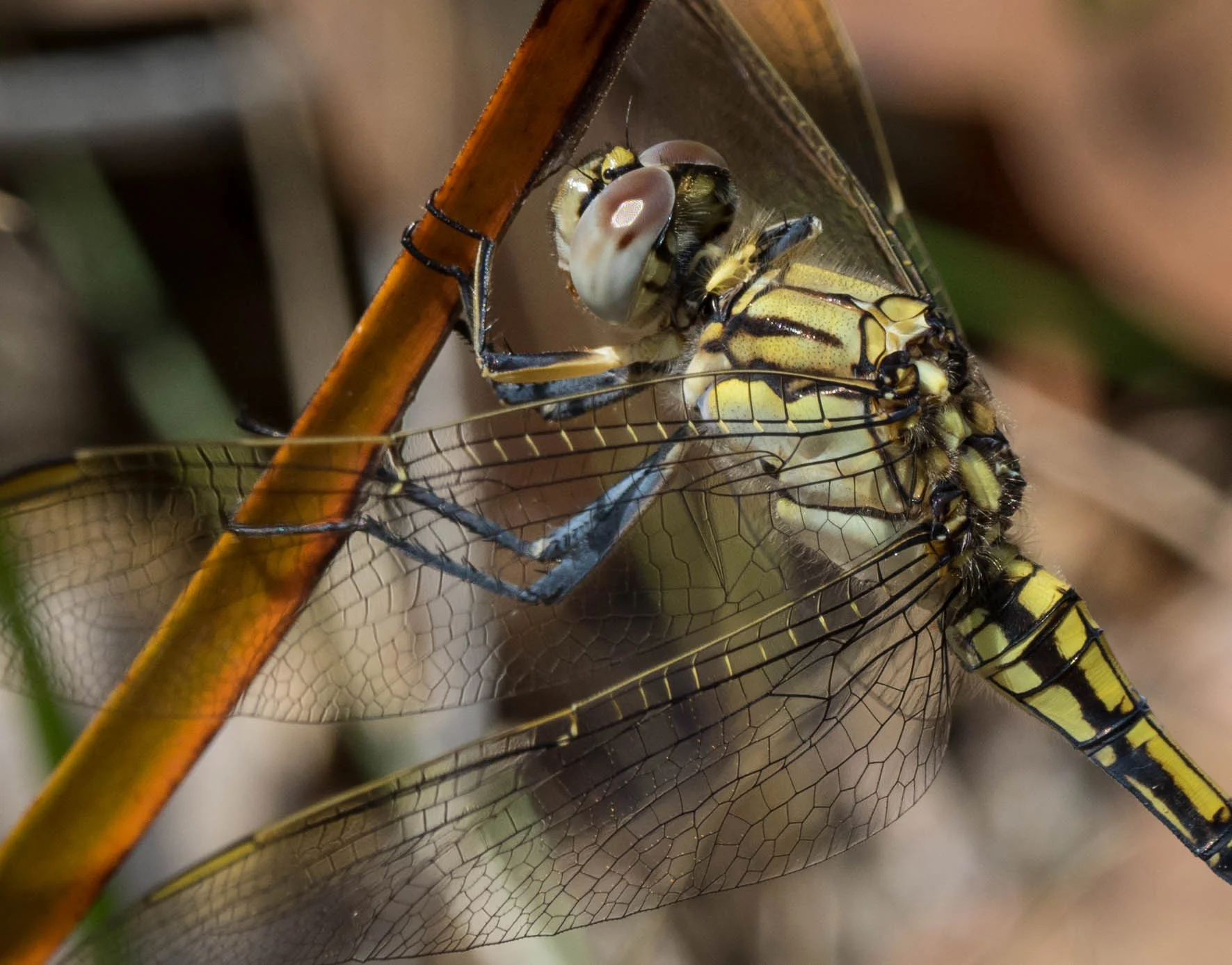 Blue Skimmer