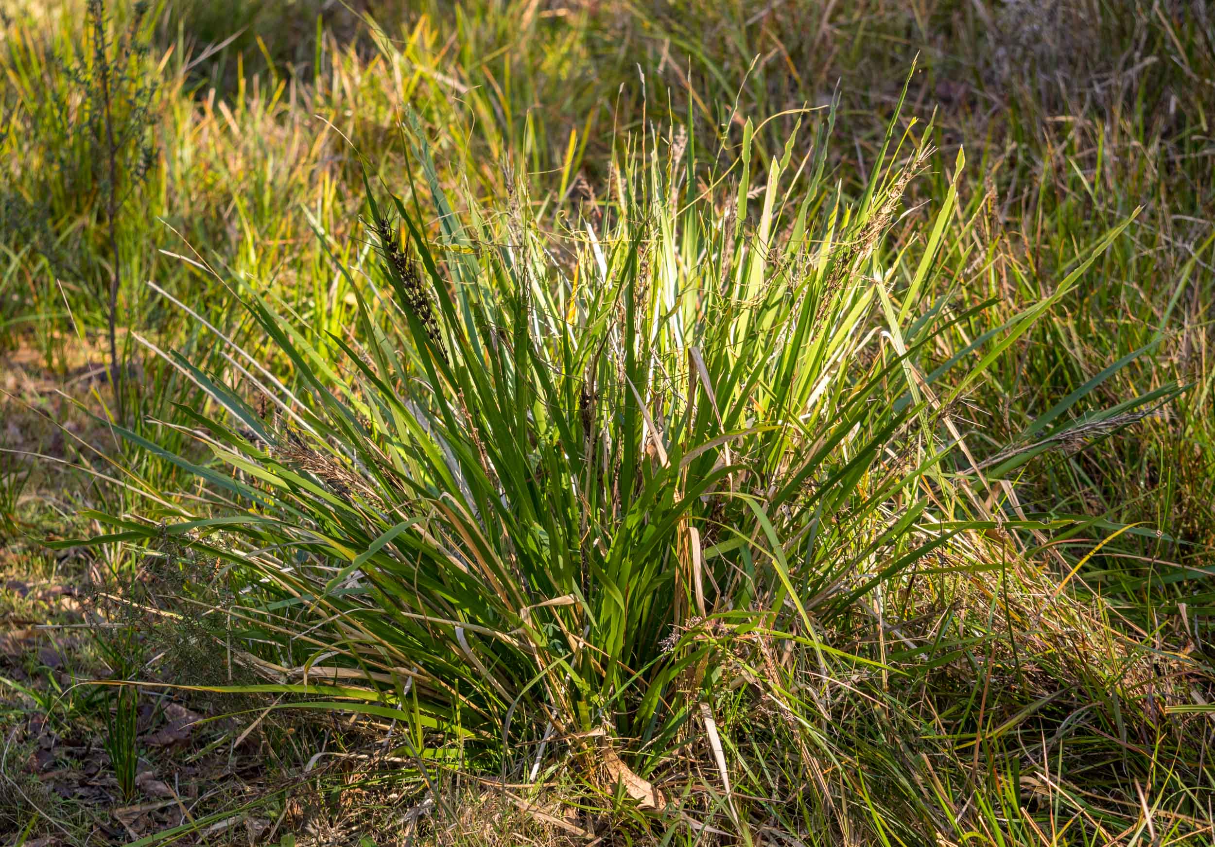 Spiny-headed Mat-rush