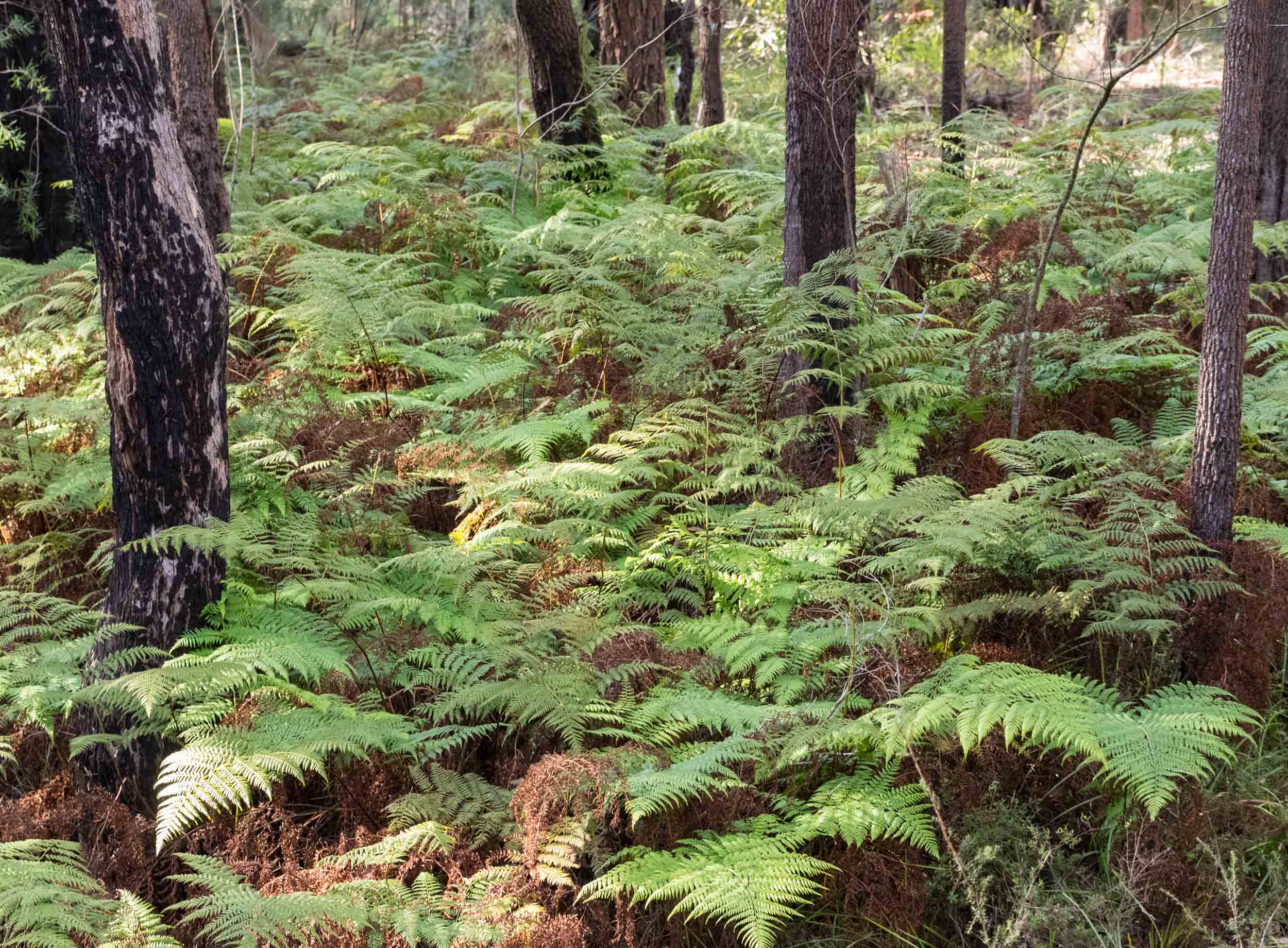 Rainbow Fern