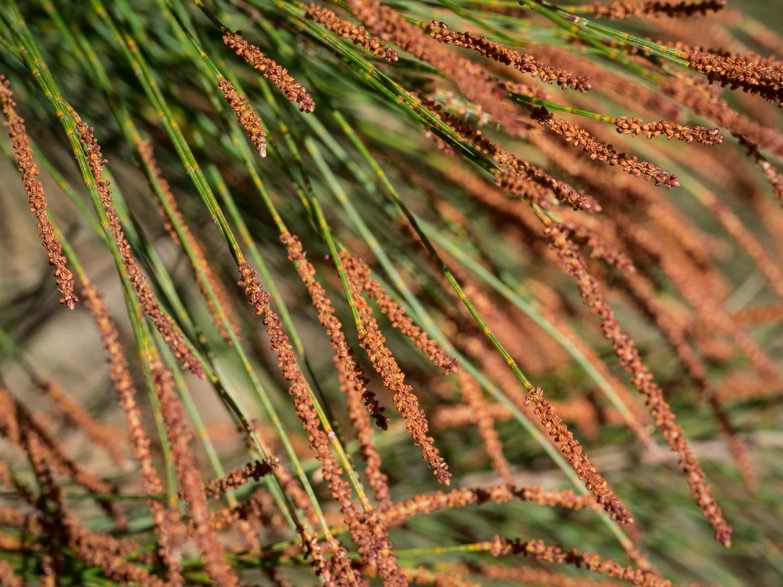 Casuarina