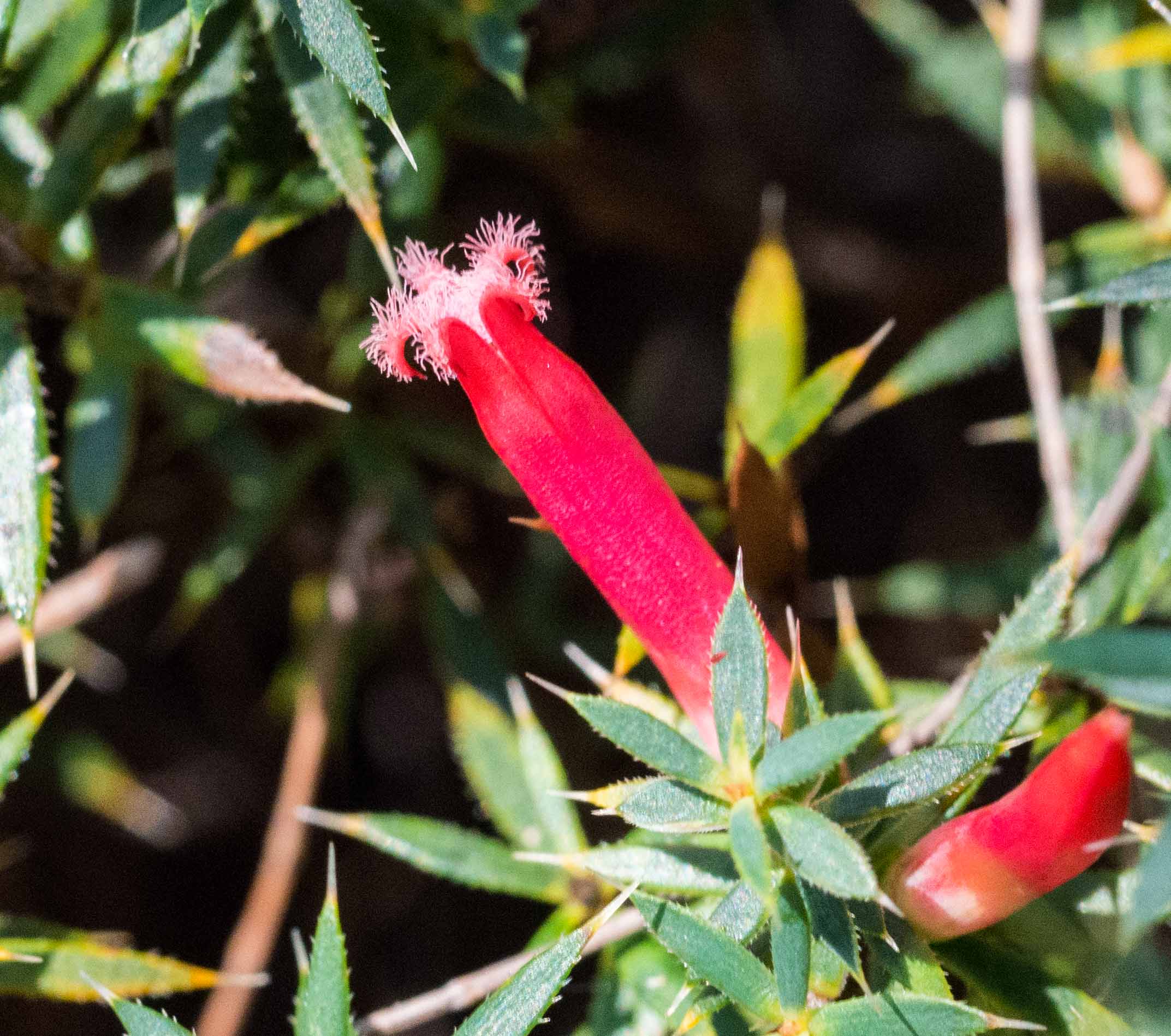 Native Cranberry