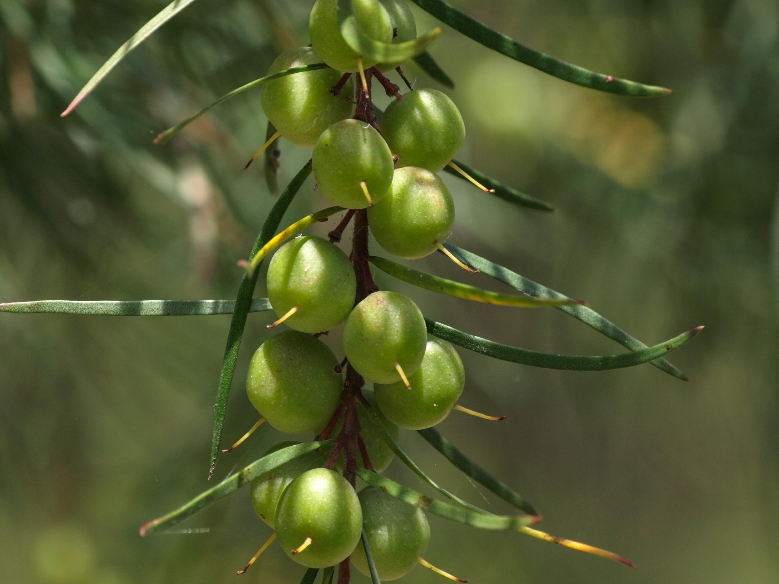 Narrow-leaf Geebung