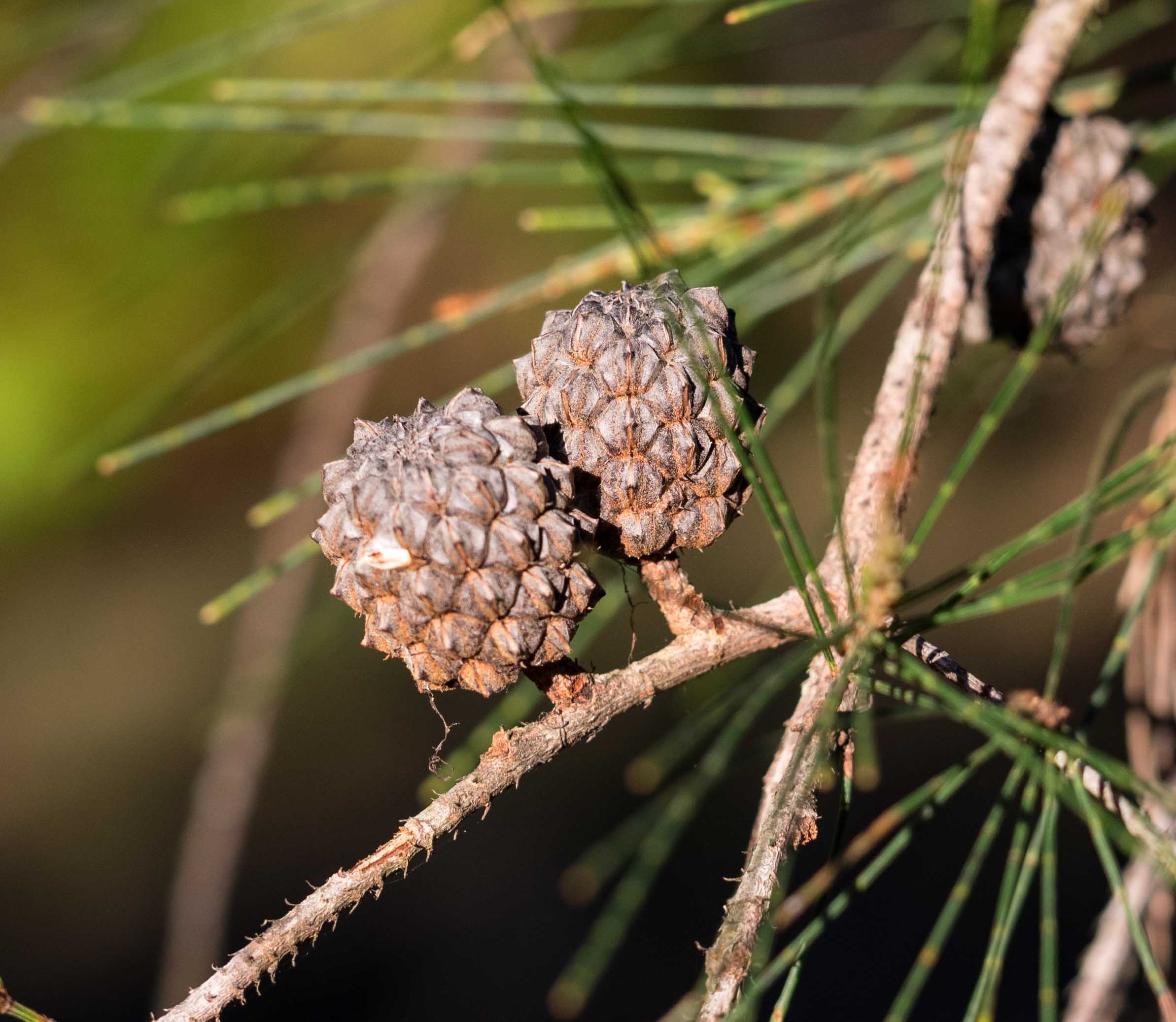 Casuarina