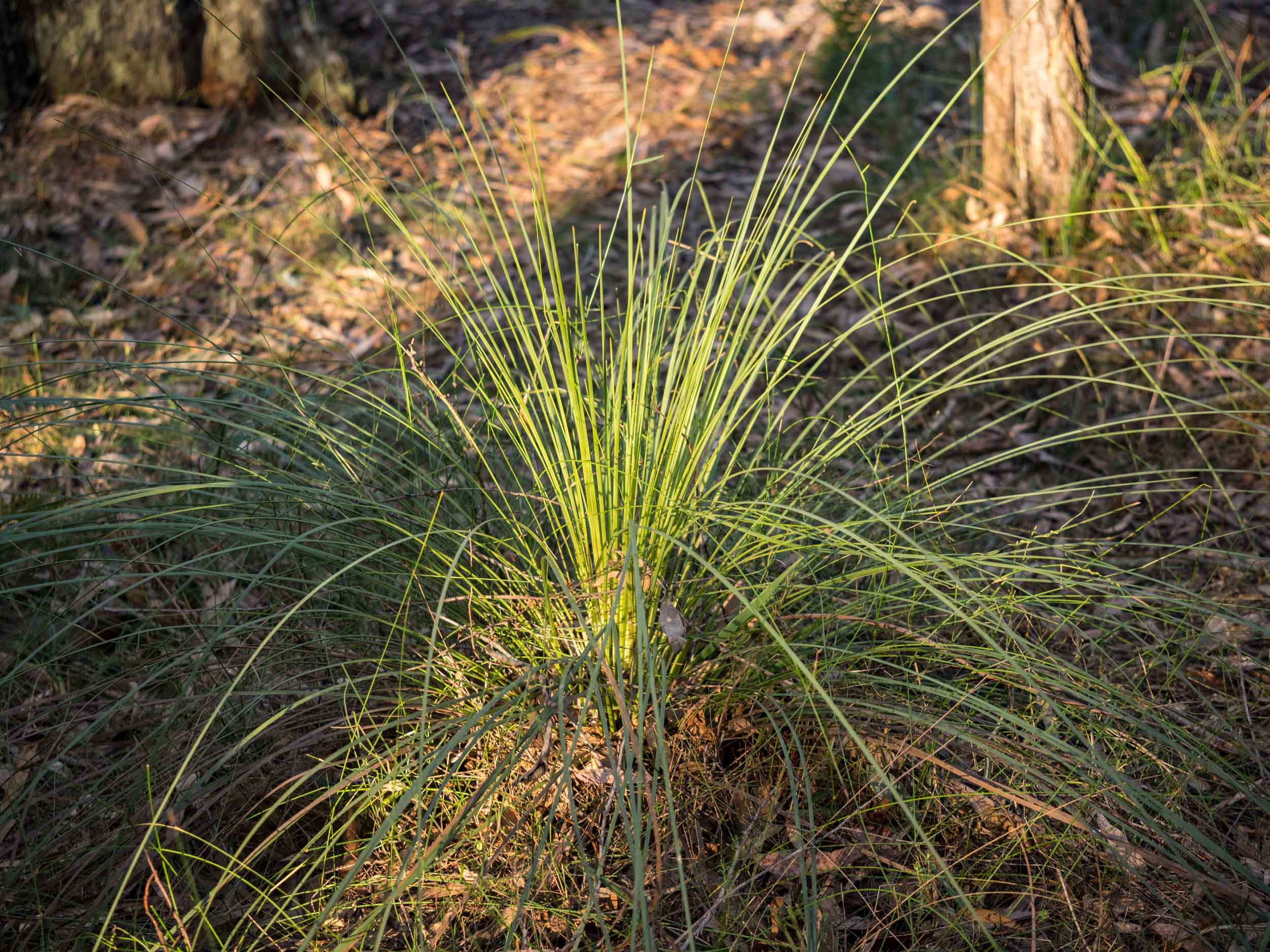 Grass Tree