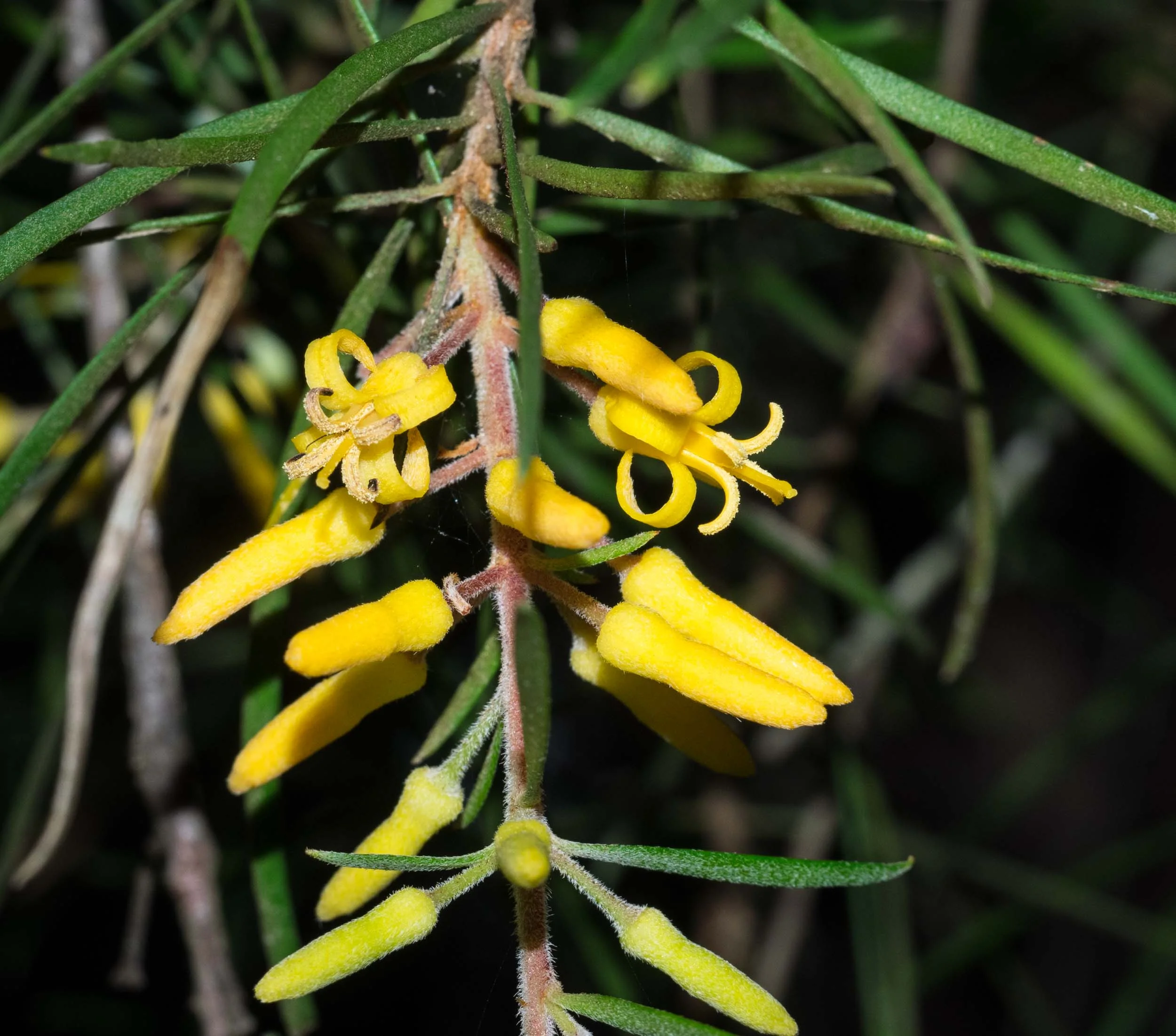 Narrow-leaf Geebung