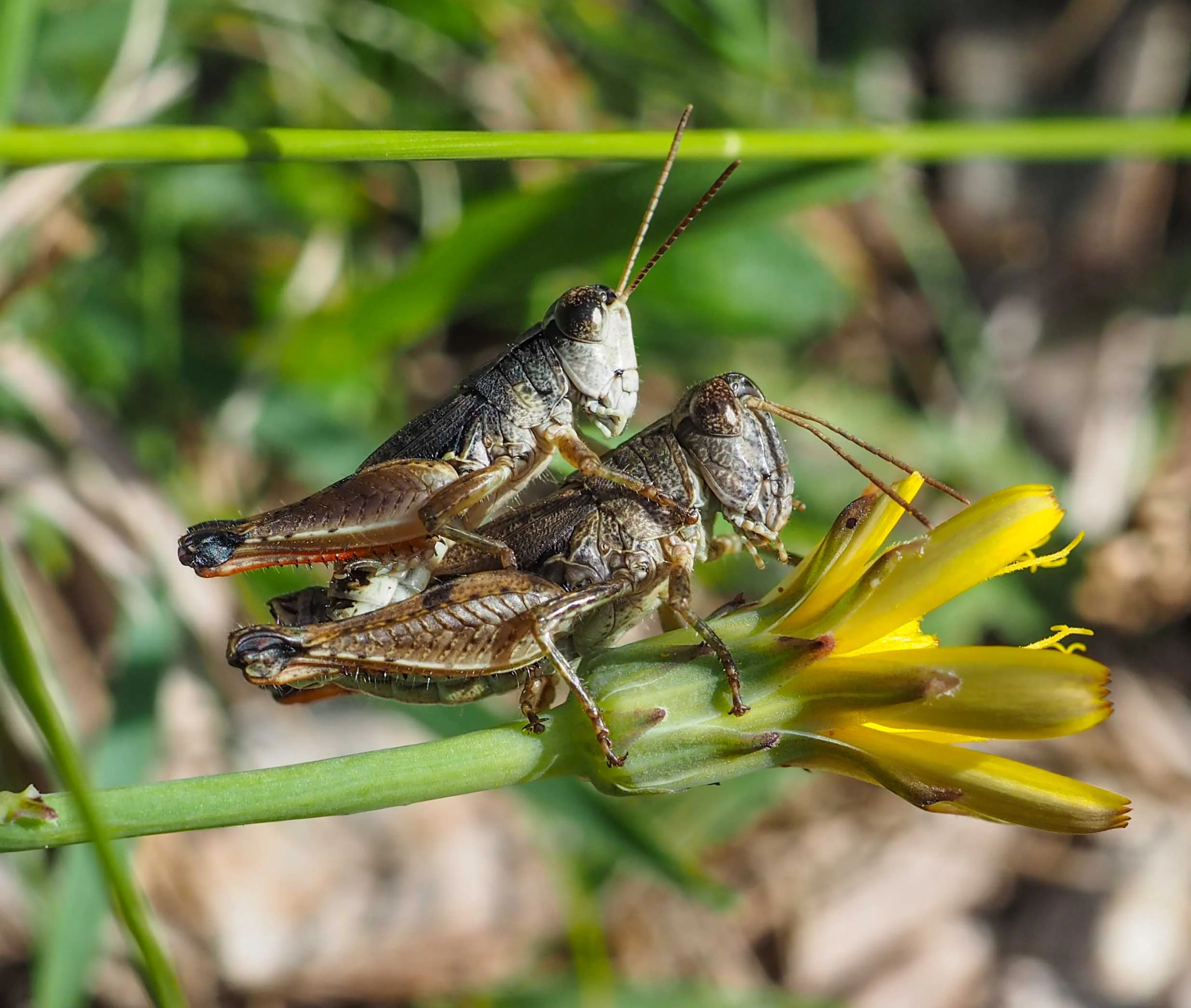 Wingless Grasshopper