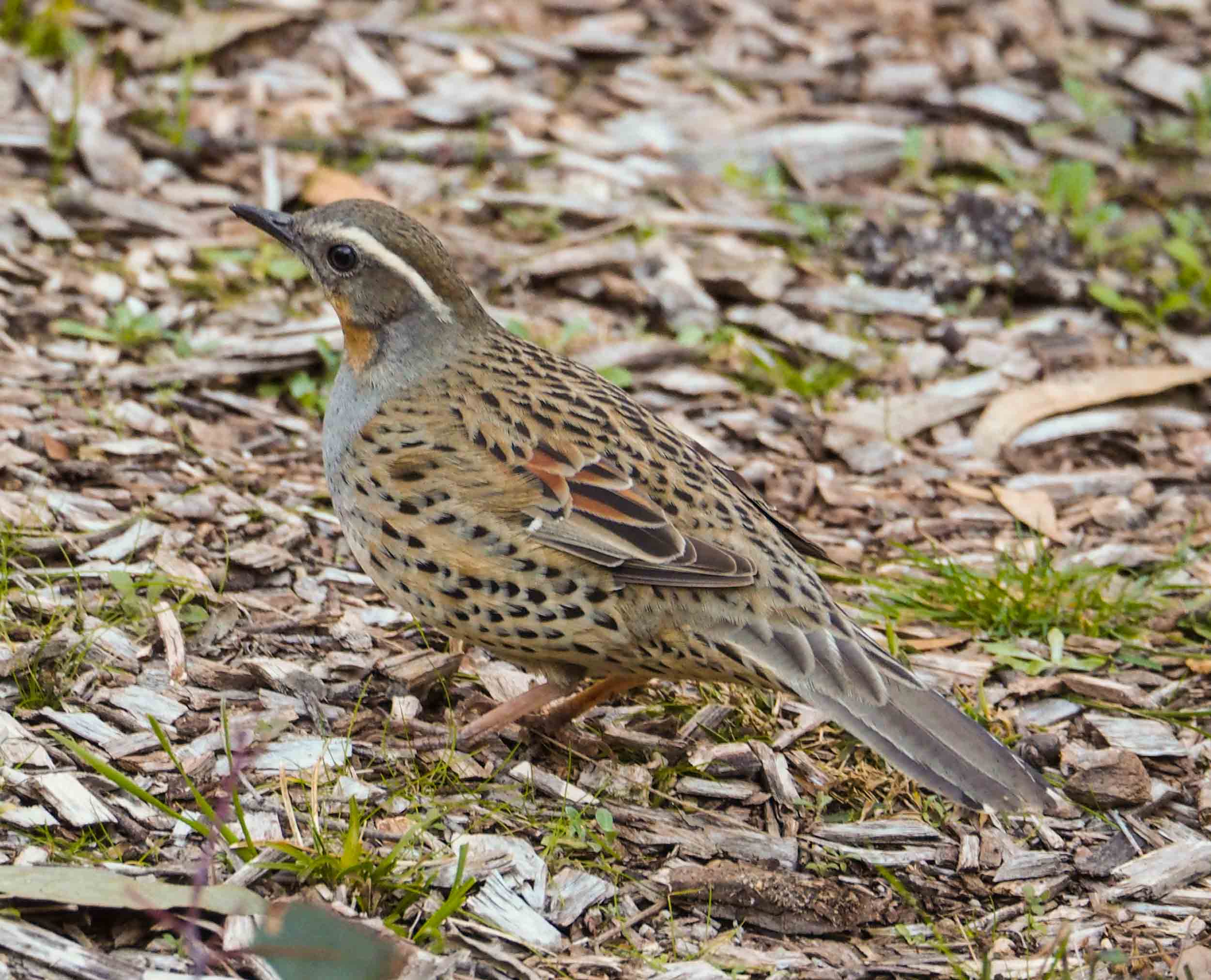 Spotted Quail-thrush (female)