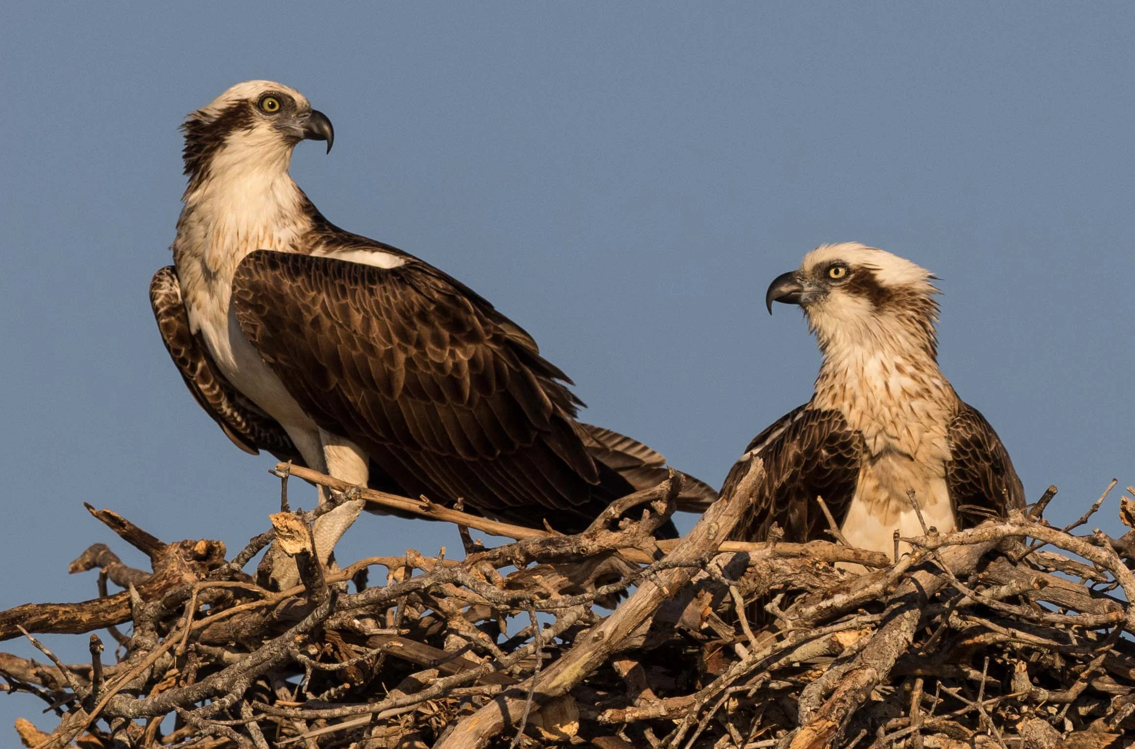Pandion cristatus - Eastern Osprey. The larger female is on the right, with her distinctive, brown-tinged necklace.