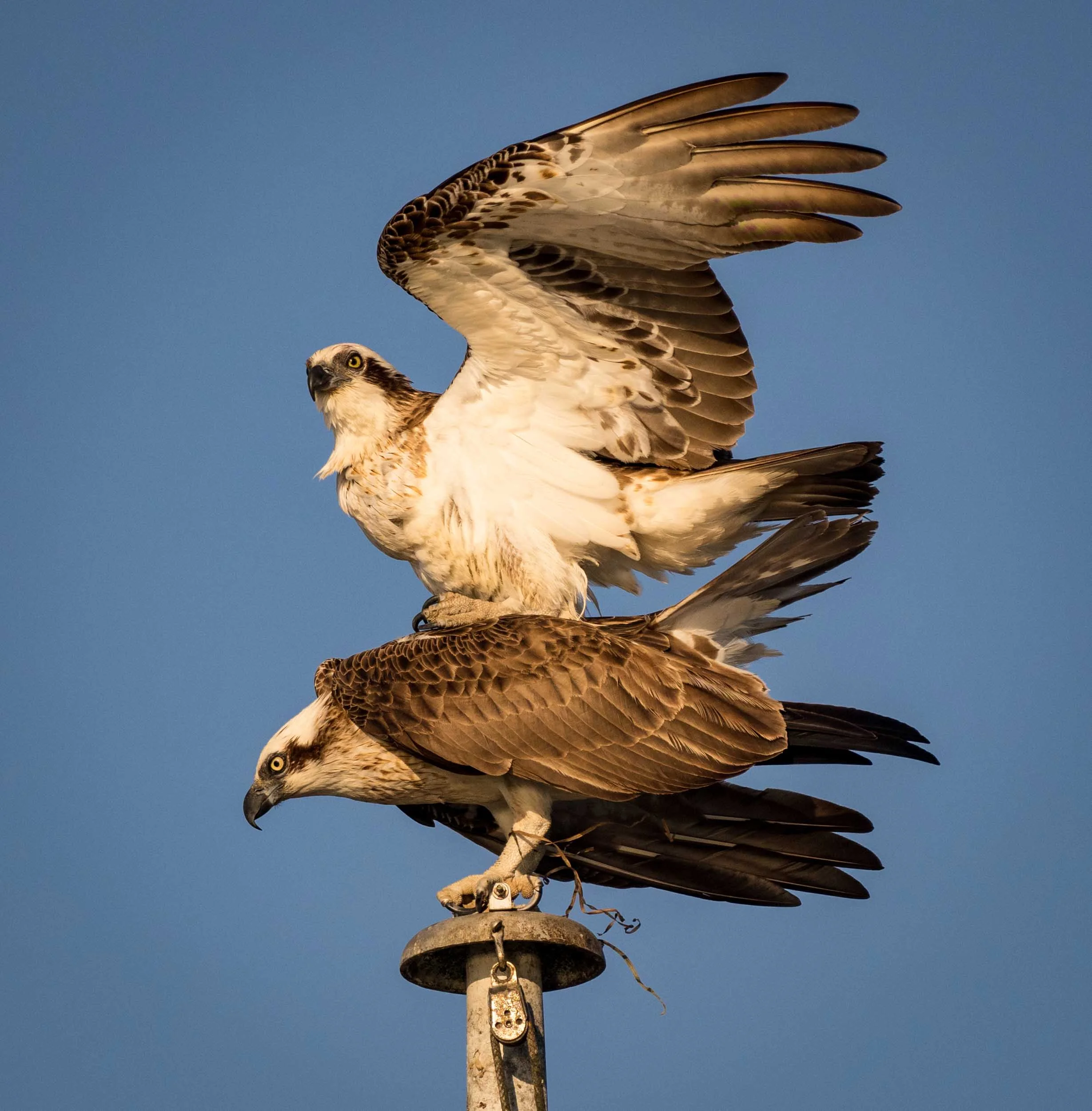 The flagpole alongside the nest affords views of the river - and provides another opportunity for courtship. The female's tail is often raised, suggesting a willingness to mate.