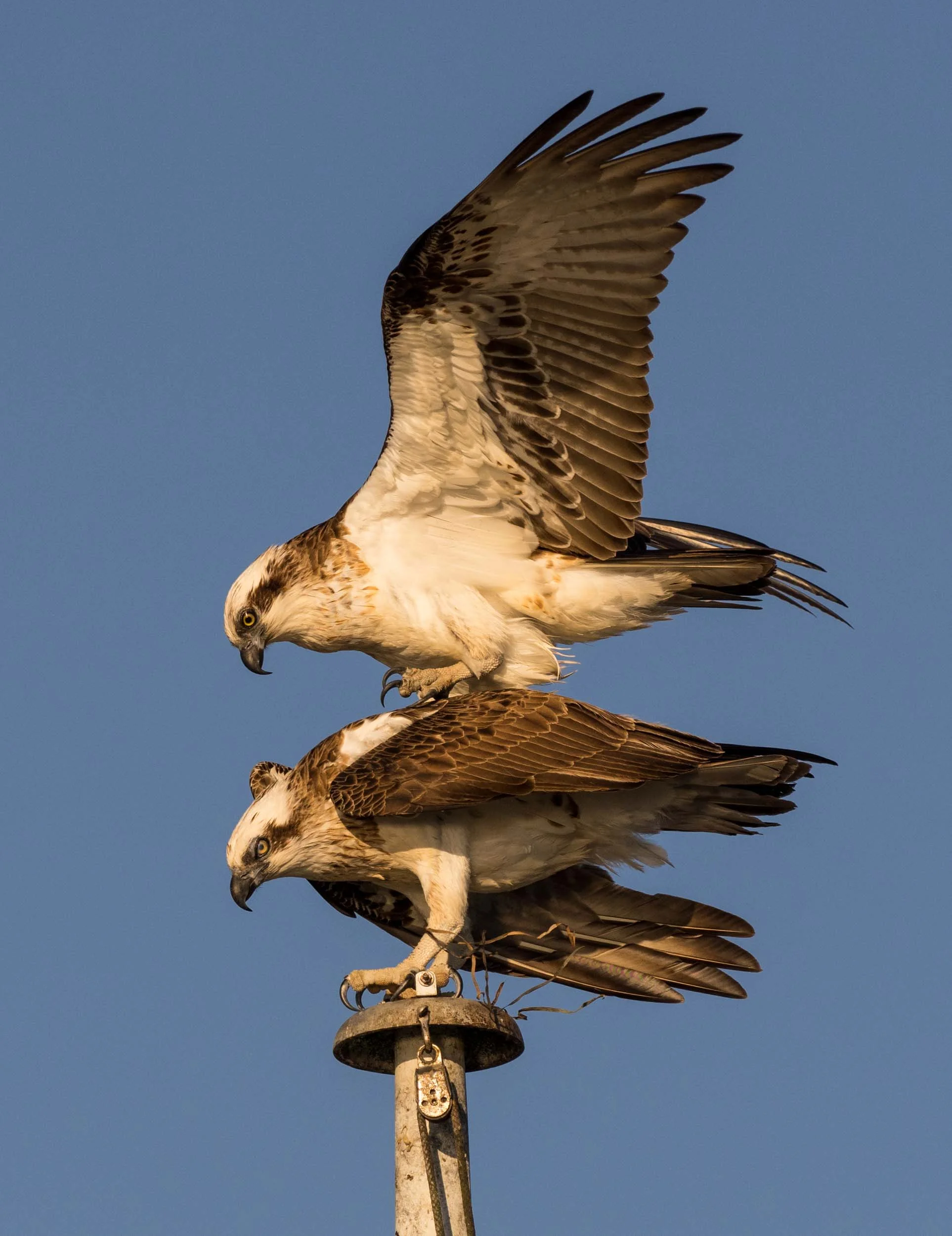 The female (below) is trailing nesting material from her legs. She is slightly larger than the male, but otherwise quite similar. The two can be difficult to distinguish at times.