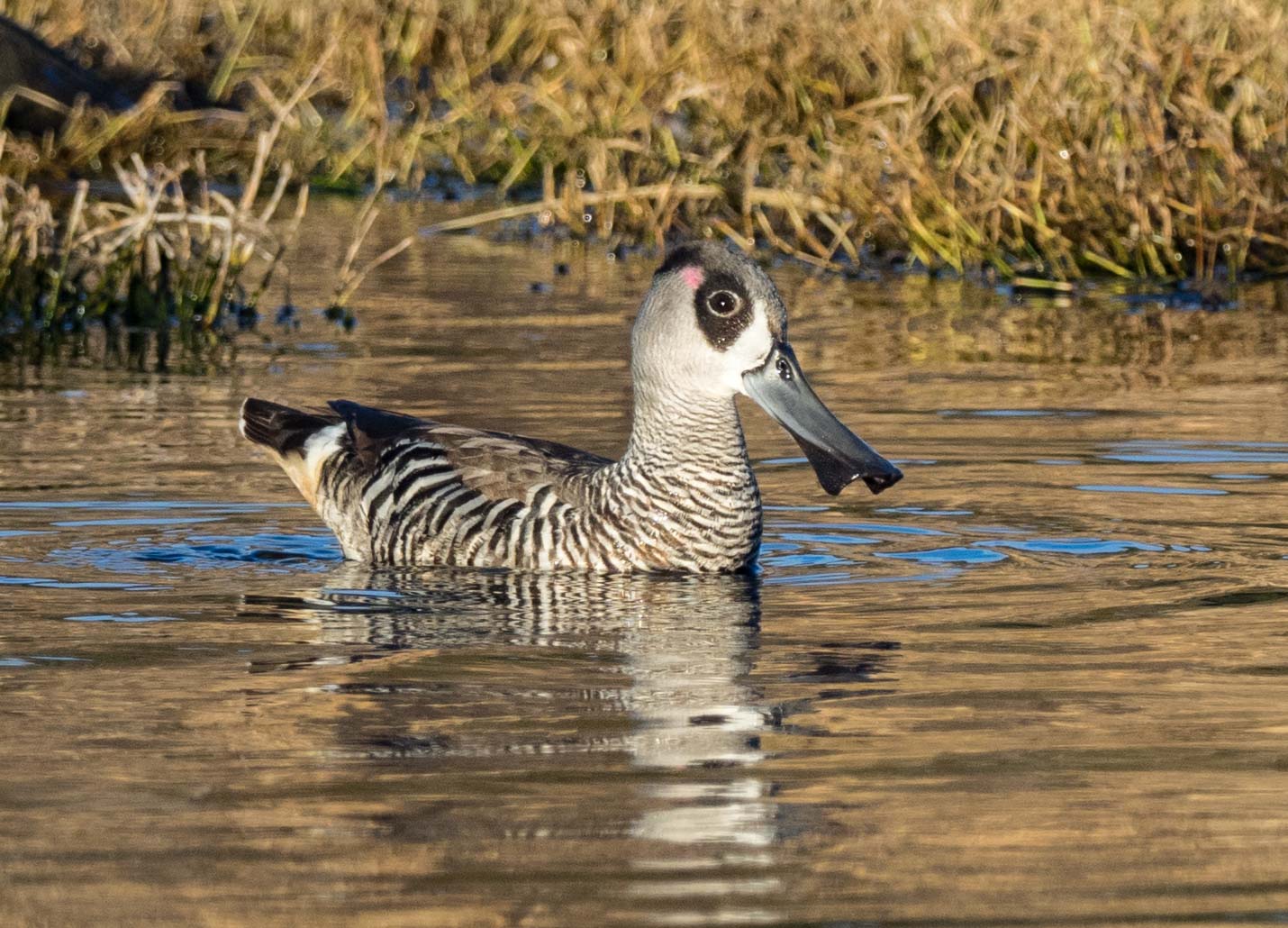 Both male and female Pink-eared Ducks ( Malacorhynchus membranaceous ) have a rather inconspicuous pink patch of feathers behind the eye. But it is the beak that is truly eye-catching!