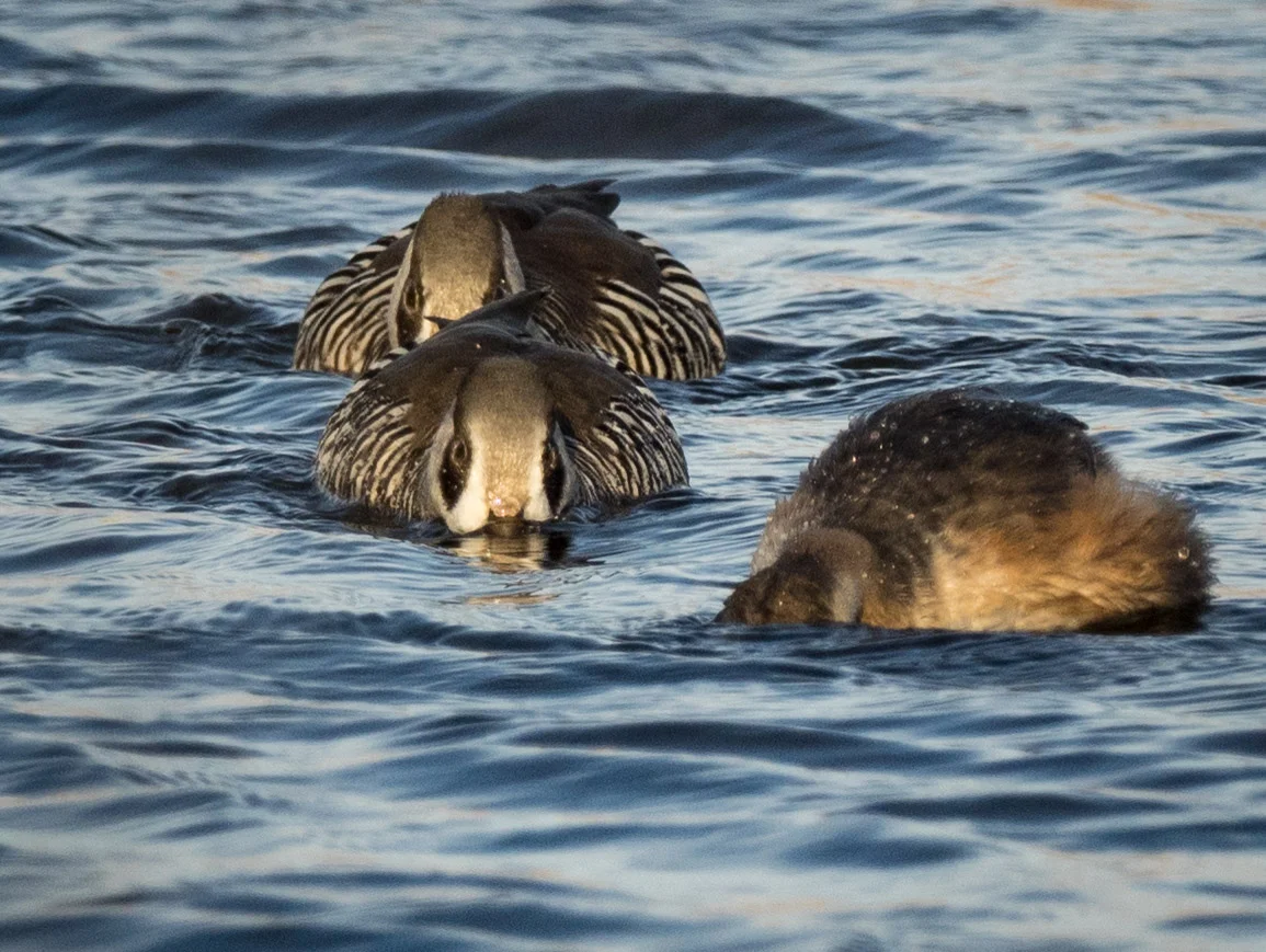A pair of Pink-eared Ducks filter-feeding on the wind-tossed waters of the lagoon ... along with an opportunistic Hoary-headed Grebe ( Poliocephalus poliocephalus )