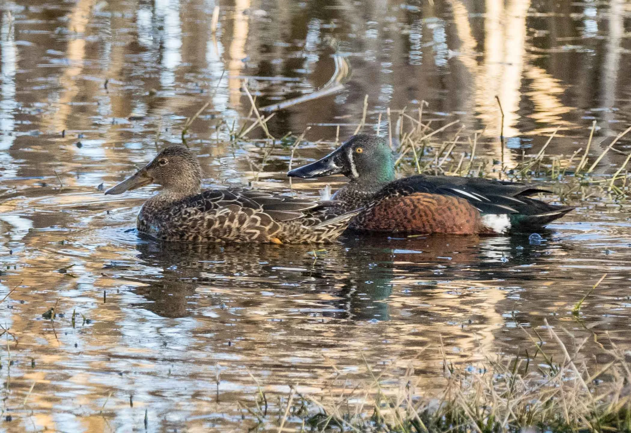 Australasian Shoveler ( Anas rhynchotis ) - the female (left) is superficially similar to a Grey Teal ... until you see the beak! The male here is in breeding plumage.