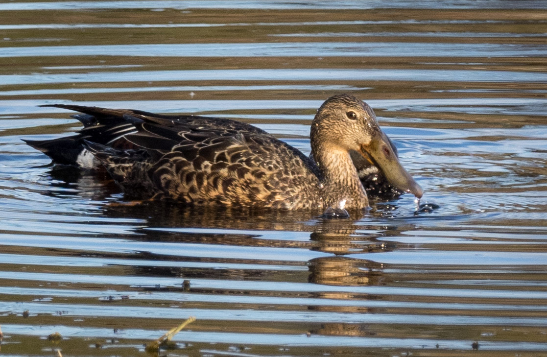 Female Australasian Shoveler, closely accompanied by a male.