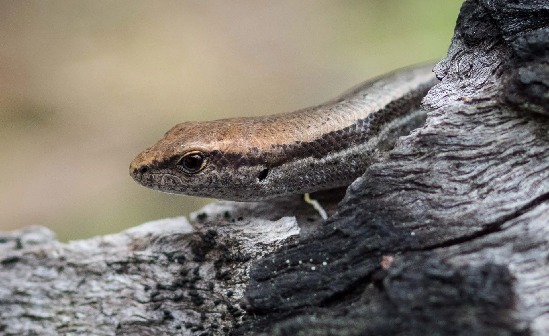 We've rarely sighted a lizard all Winter, but today there were many small Grass Sun-skinks ( Lampropholis guichenoti ) out ... and hunting!